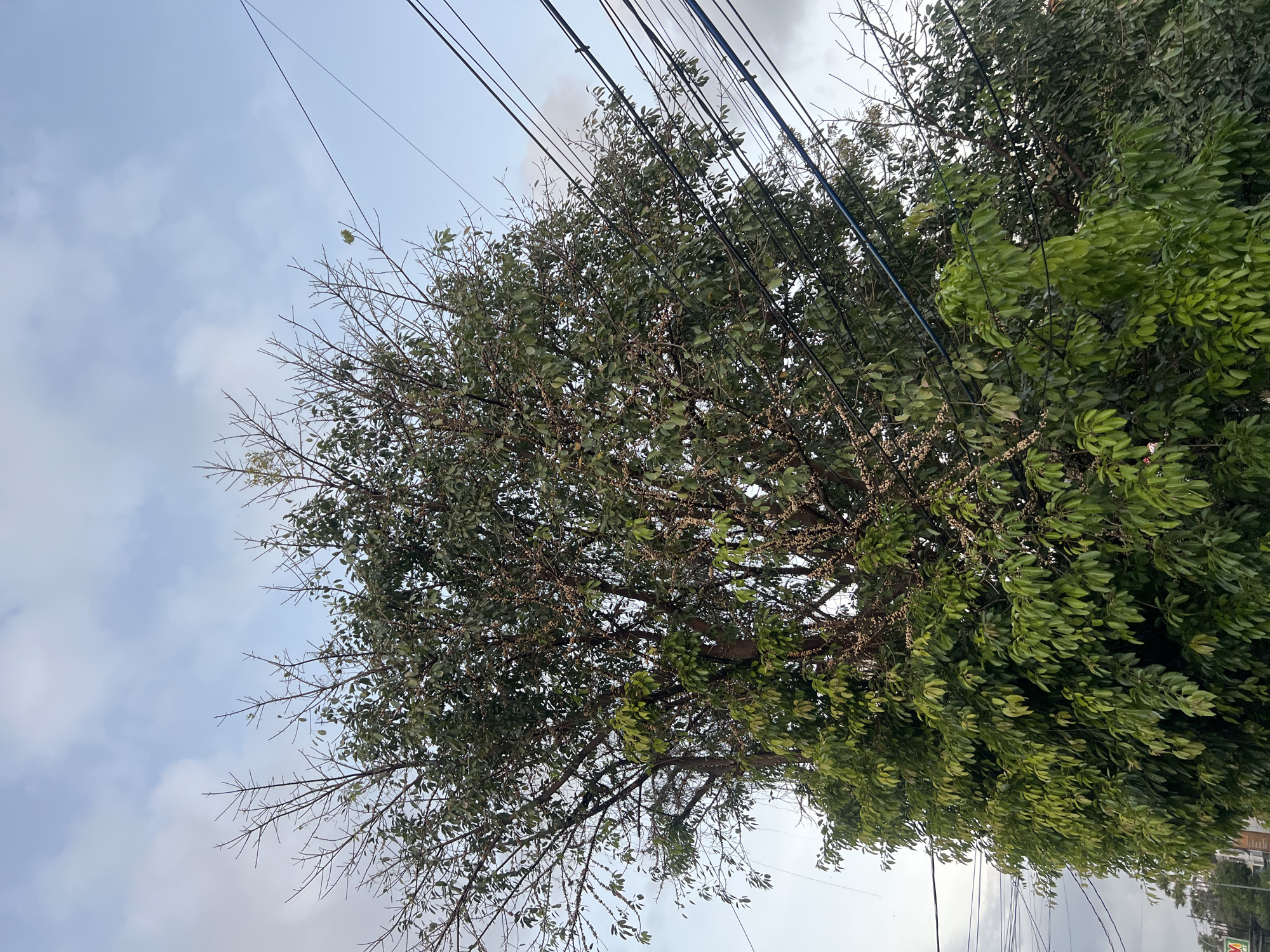 The image shows a tall, leafy tree with some bare branches at the top, set against a cloudy sky. Several electrical wires run diagonally across the upper right portion of the frame. The tree is dense with green leaves and appears to have small, light-colored clusters of fruit or flowers interspersed throughout its branches. The lower part of the tree is particularly full of vibrant green foliage. In the background, beyond the tree, there are hints of other foliage and possibly some low-lying structures, suggesting an outdoor urban or suburban setting. The overall lighting suggests it may be late afternoon or early morning, given the soft, diffused light. The image does not contain any people.