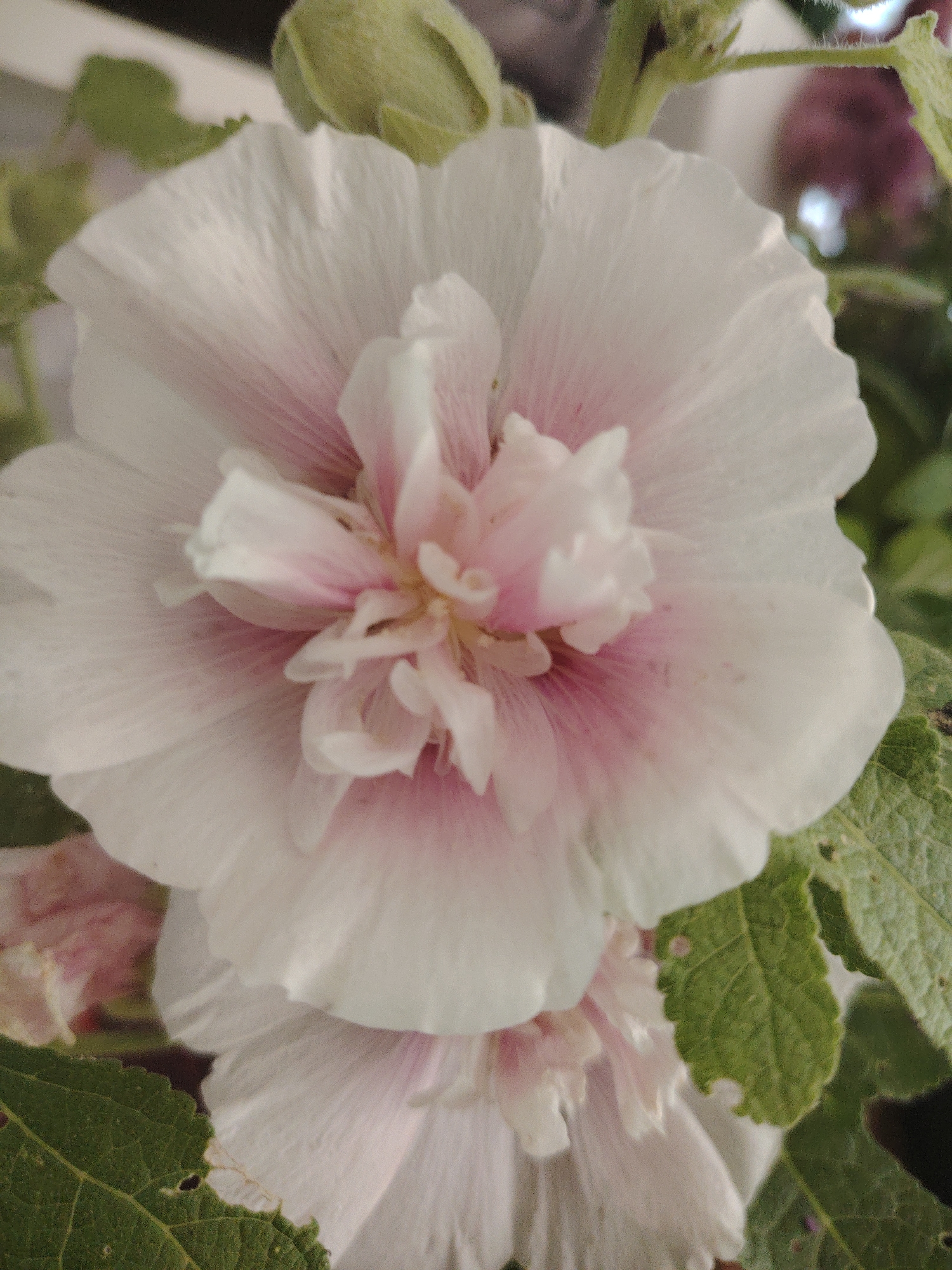 The image is a close-up, slightly out-of-focus photograph of a white hollyhock flower with pink tinges. The flower's petals are delicate and layered, with the pink color most concentrated at the center and radiating outwards in fine lines. There are green leaves and buds visible in the background, suggesting it is a living plant. The lighting appears to be natural. The photograph was taken in Pushkino, Russia.