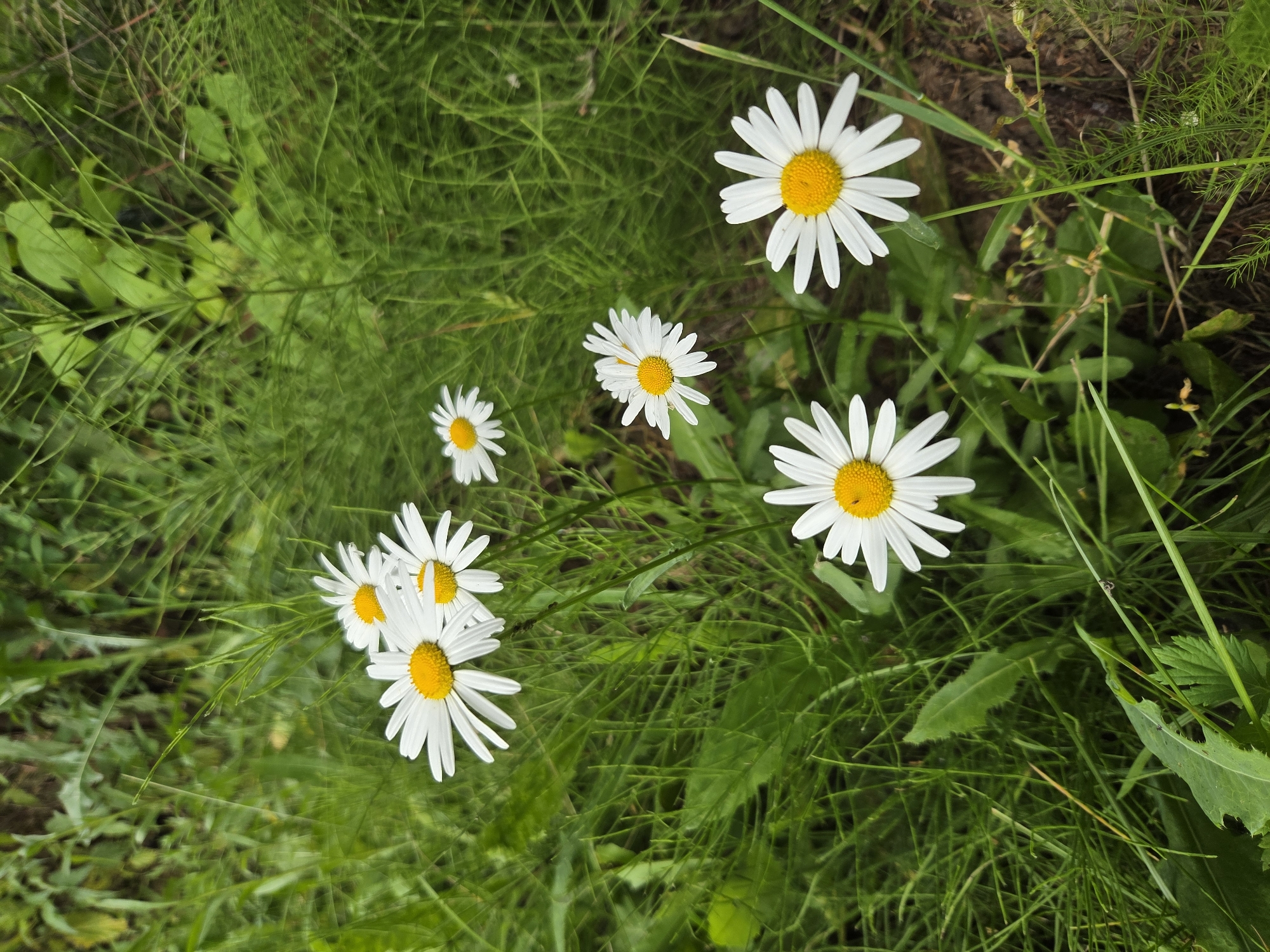 A close-up, high-angle shot captures a cluster of white daisies with yellow centers blooming in lush green grass. The flowers are the primary focus, with some in sharper detail than others, suggesting a shallow depth of field. The background is a dense growth of varied green foliage, including thin, feathery plants and broader leaves. The lighting appears natural, likely daylight, casting soft shadows and highlighting the texture of the petals and leaves. The scene is a natural outdoor environment, consistent with a park or garden. There are no people or animals visible in the image. The image was taken in the city of Frolovo, Russia.