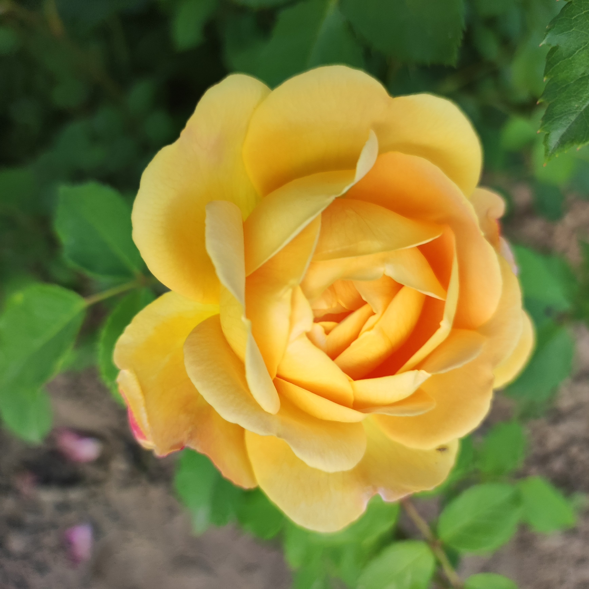A close-up, top-down shot captures a vibrant yellow rose in full bloom. The rose's petals are layered, with the outer petals a softer yellow and the inner petals deepening into a rich, almost orange hue towards the center. The texture of the petals appears delicate and velvety. The rose is set against a blurred background of dark green foliage and hints of sandy soil, with a few soft pink fallen petals scattered in the lower left portion of the image. The lighting is natural, highlighting the rose's form and color. The overall impression is one of natural beauty and tranquility. There are no people or specific identifiable landmarks that would indicate a location within Navoloki, Russia; the scene appears to be a garden setting.