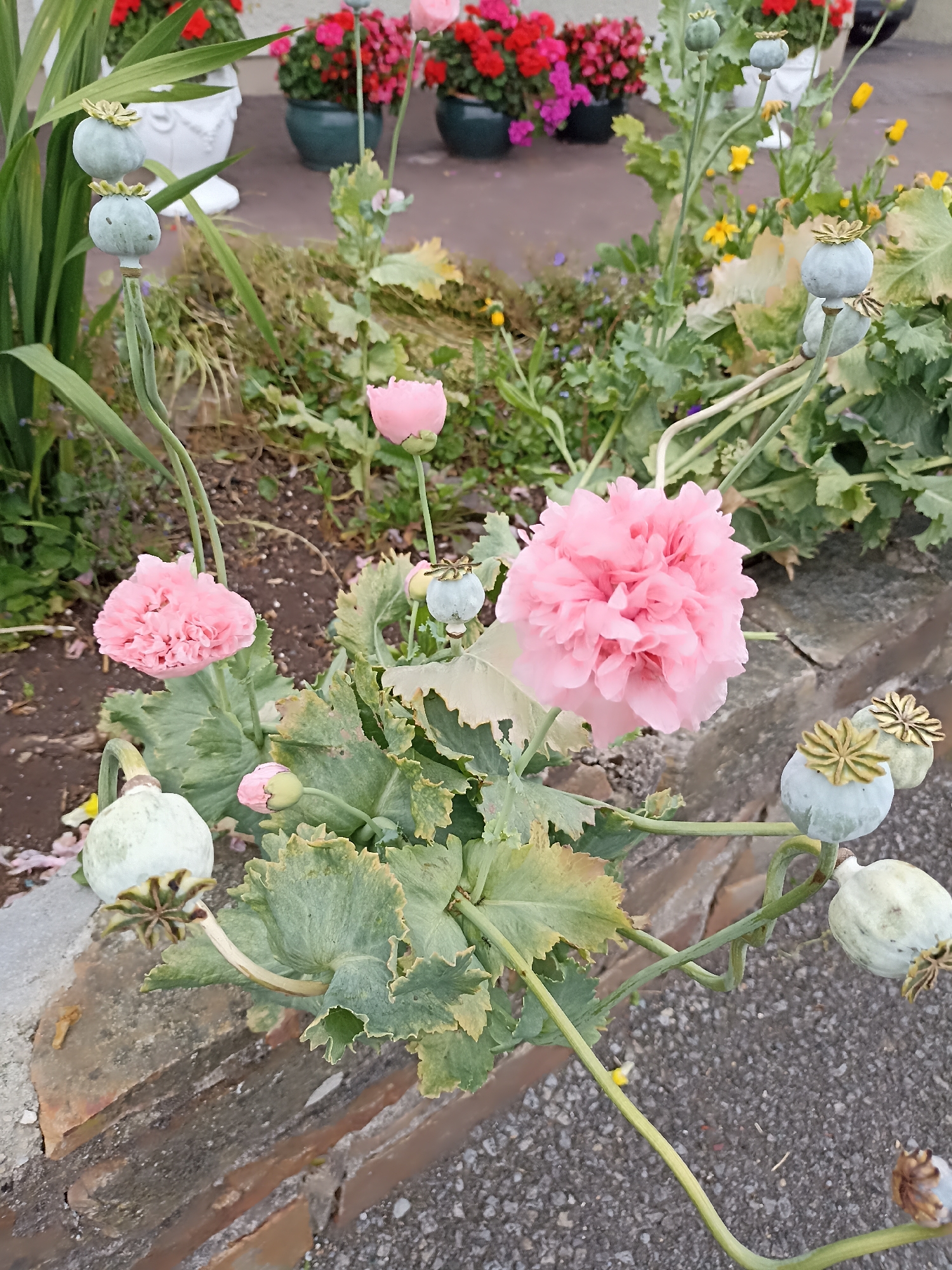 In Annagry, Ireland, a close-up shot captures a cluster of pink double poppies and several pale green poppy seed heads. The flowers are in various stages of bloom, with some fully open and others still in bud. The seed heads are plump and rounded, topped with a star-shaped crown. The plants are growing in a garden bed, with a brick border in the foreground and a paved area beyond. In the background, pots of red and pink flowers are visible, adding a splash of color to the scene. The overall impression is one of a vibrant and colorful garden, likely in bloom during the late spring or early summer.