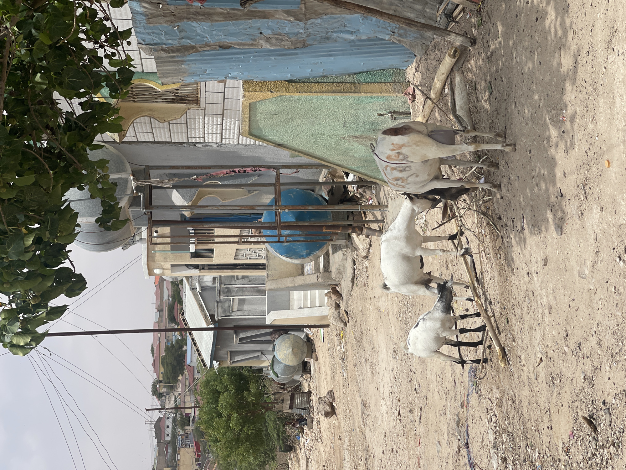 The image shows a dusty street in the city of Hargeisa, Somaliland, with three goats grazing on debris and branches. In the foreground, two white goats with black markings are seen, one facing away from the viewer and the other with its head down. A third goat, predominantly white with brown patches, is also visible, facing left. Behind the goats, there are several structures, including a white building with patterned tiles and a blue corrugated metal fence. In the background, more buildings and a dusty, somewhat arid landscape are visible. Electrical wires are strung overhead, supported by poles. The overall scene depicts a typical urban environment in Hargeisa, characterized by its dry climate and infrastructure.