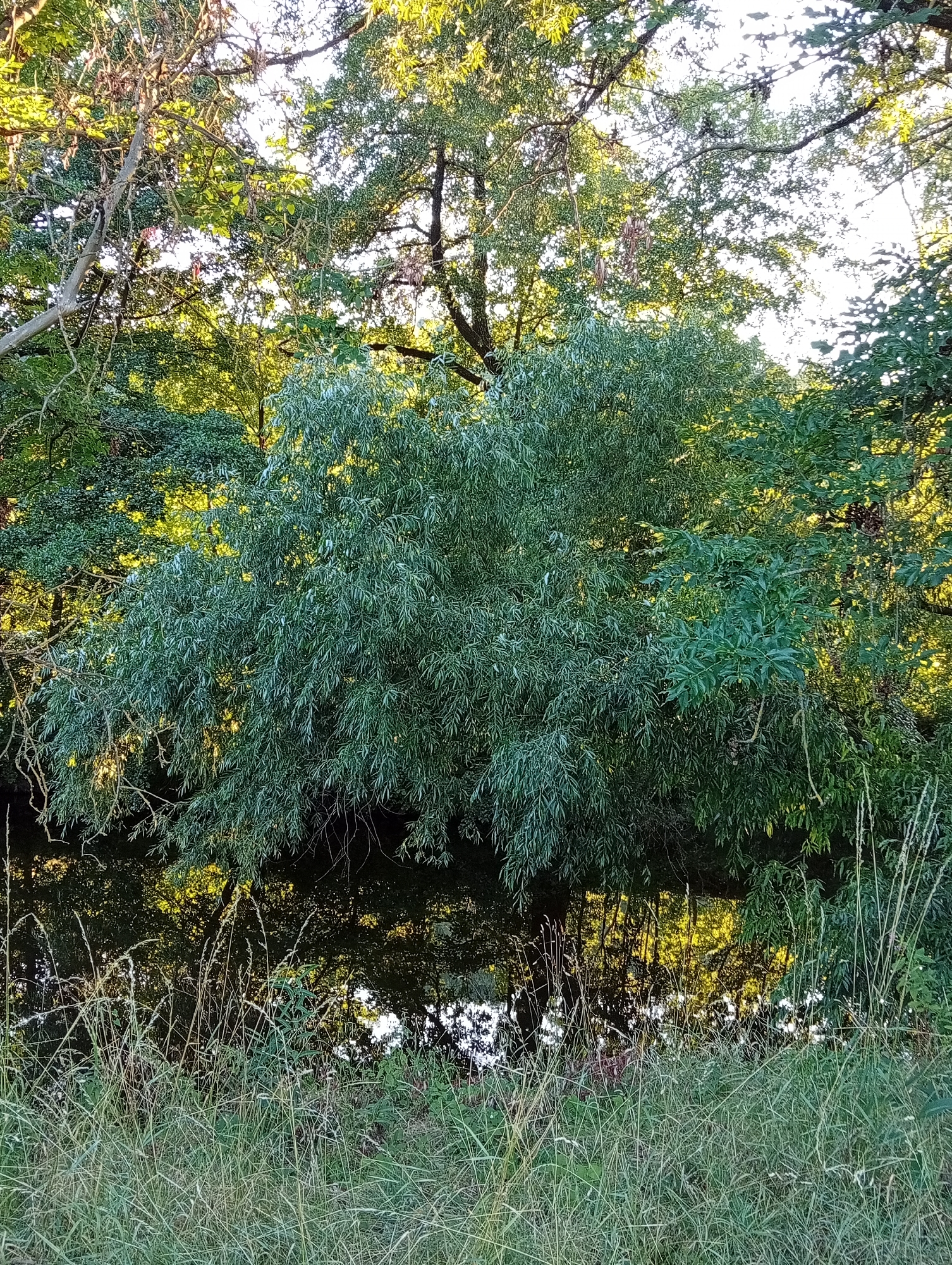 The image shows a dense deciduous tree canopy overhanging a body of water. The foliage is a vibrant green with some yellow highlights, suggesting sunlight filtering through. The water's surface reflects the trees and sky, creating a dappled pattern. In the foreground, tall grasses and reeds grow along the bank. The scene depicts a natural, wooded area, likely a park or a riverbank.