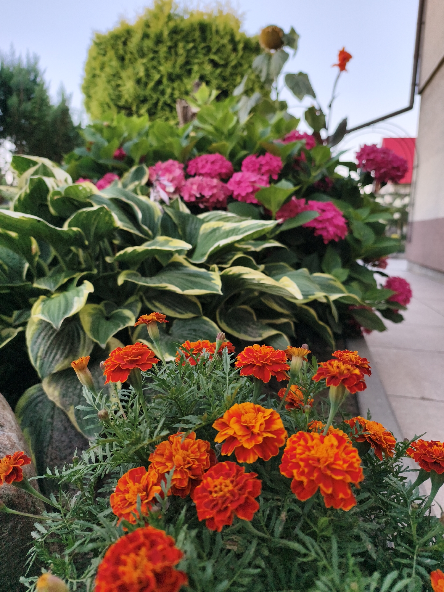 This is a photograph of a flower bed located outdoors. The flower bed contains a variety of flowers, including bright orange marigolds in the foreground and pink hydrangeas in the background. There are also large green hosta plants with variegated leaves. The scene appears to be a residential garden or public space, with a building visible in the upper right corner. The lighting suggests it is late afternoon or early evening. The location in Tczew, Poland cannot be determined from the image.