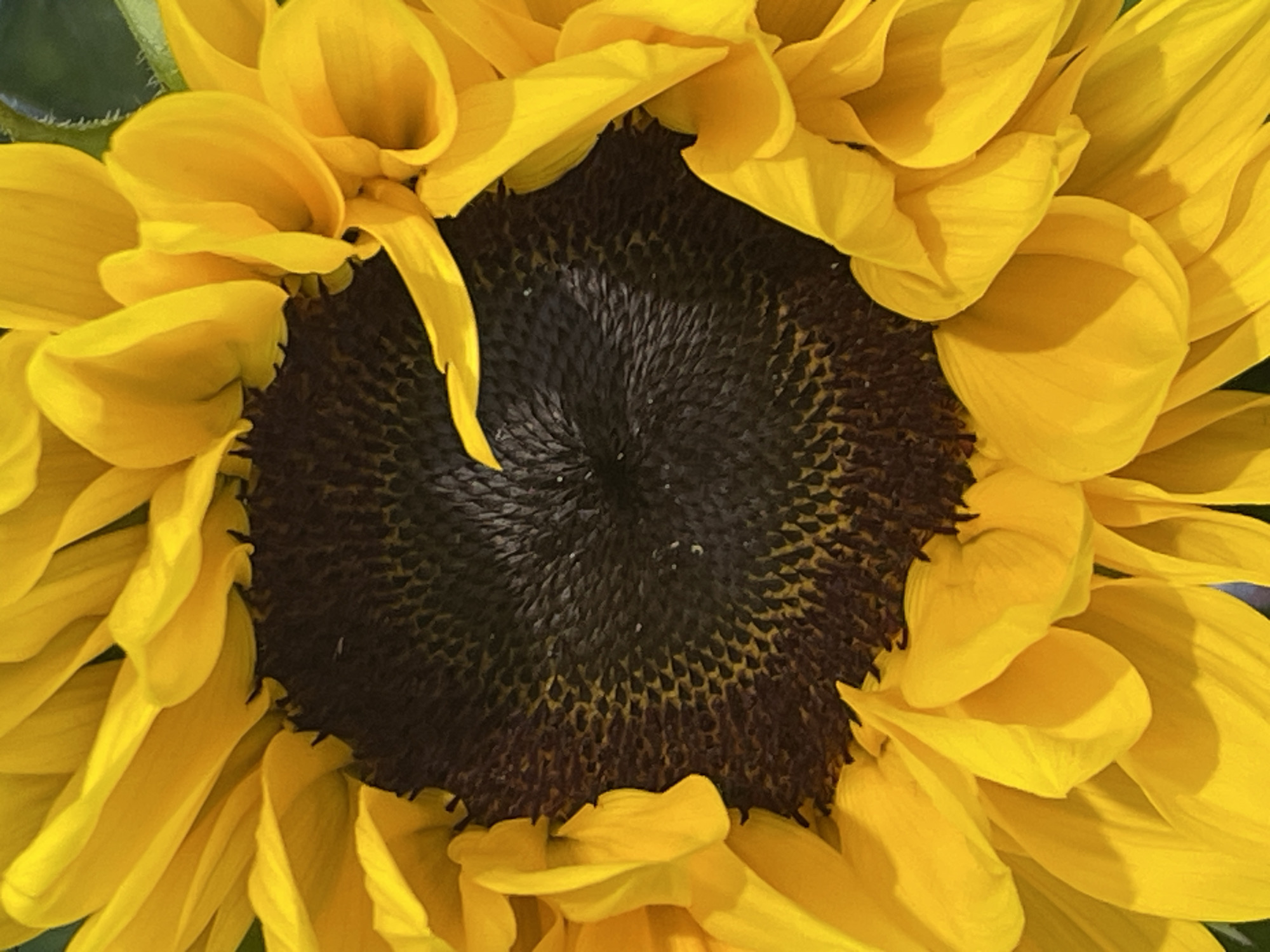 This image is a close-up photograph of a vibrant sunflower, filling most of the frame. The main subject is the sunflower's head, characterized by numerous bright yellow ray florets (petals) radiating outwards from a dark, almost black, central disc. The petals appear soft and slightly ruffled, displaying subtle shadows and strong highlights that indicate bright, direct sunlight. A blurred hint of green foliage is visible in the background, suggesting a natural outdoor setting such as a garden or field. The central disc, contrasting sharply with the yellow petals, is intricately textured with countless small, dark structures, likely developing seeds or disc florets, arranged in a distinctive spiral pattern. The strong illumination suggests a sunny day, possibly midday or late morning, enhancing the flower's vivid colors. No specific activity or event is depicted, as the image is a static portrayal of the flower's natural beauty. There is no visible text.