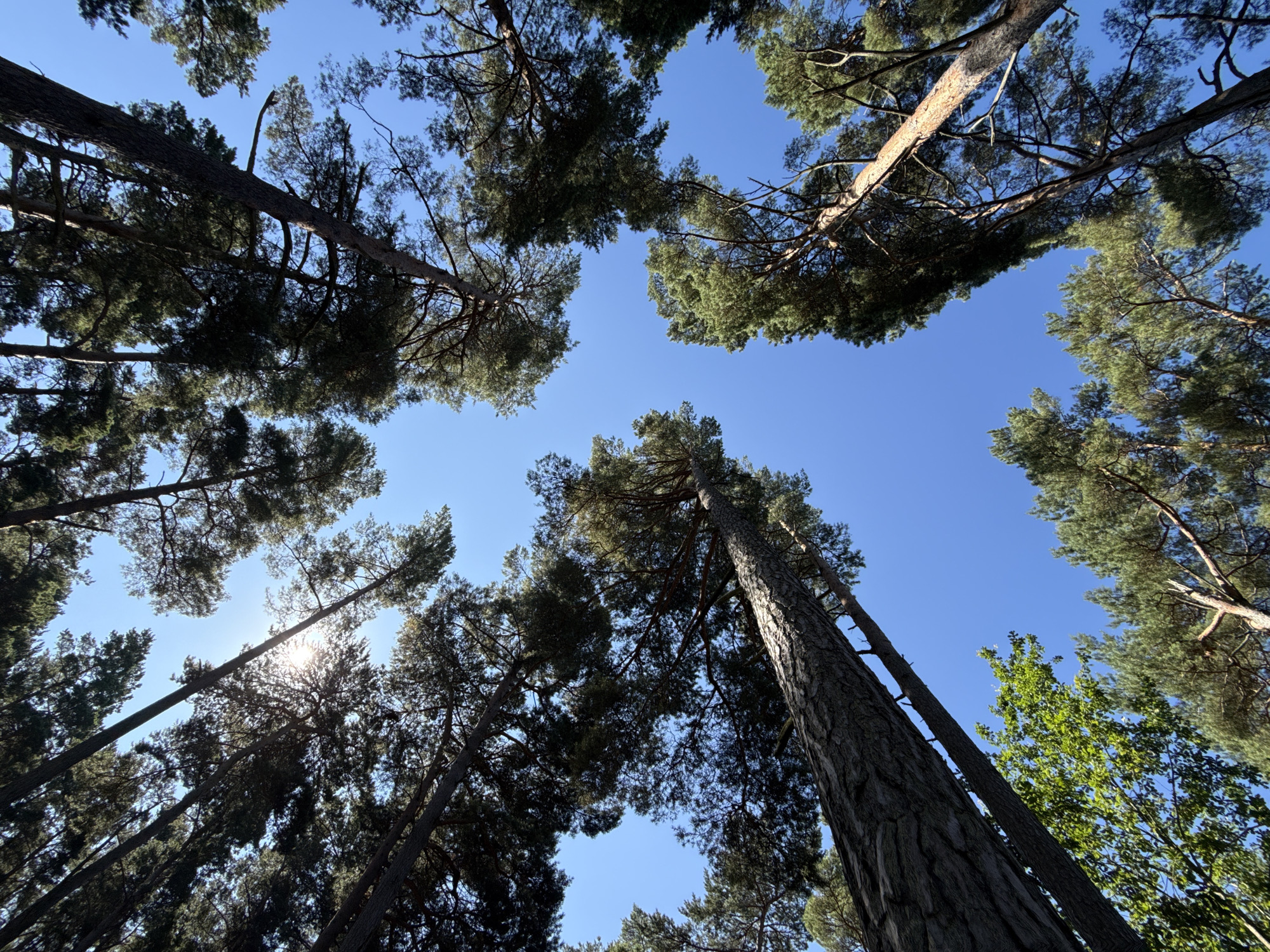 The image is a low-angle shot looking up through tall pine trees in Ventspils, Latvia. The sky is a clear, bright blue. The sun is visible through the branches of the trees in the upper center of the frame, creating a lens flare. The rough bark of the tree trunks is visible, and the needles of the pine trees are dense. The scene appears to be a forest or park area within Ventspils. There are no people or animals visible in the image. The time of day is likely late morning or early afternoon due to the position of the sun.
