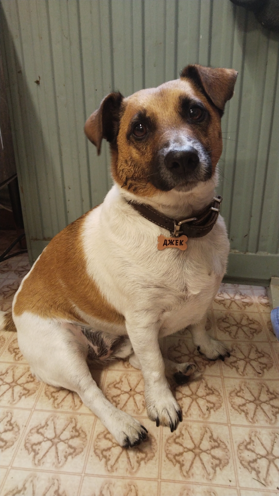 A medium shot captures a brown and white Jack Russell Terrier sitting on a tiled floor. The dog is facing the camera with its head slightly tilted. It wears a dark brown collar with a bone-shaped tag that has the Cyrillic inscription "ДЖЕК" (Dzhēk). The background consists of a pale green, corrugated metal wall. The floor tiles are beige with a repeating floral pattern. The lighting is dim, suggesting an indoor environment. The location is specified as Ussuna, Russia.