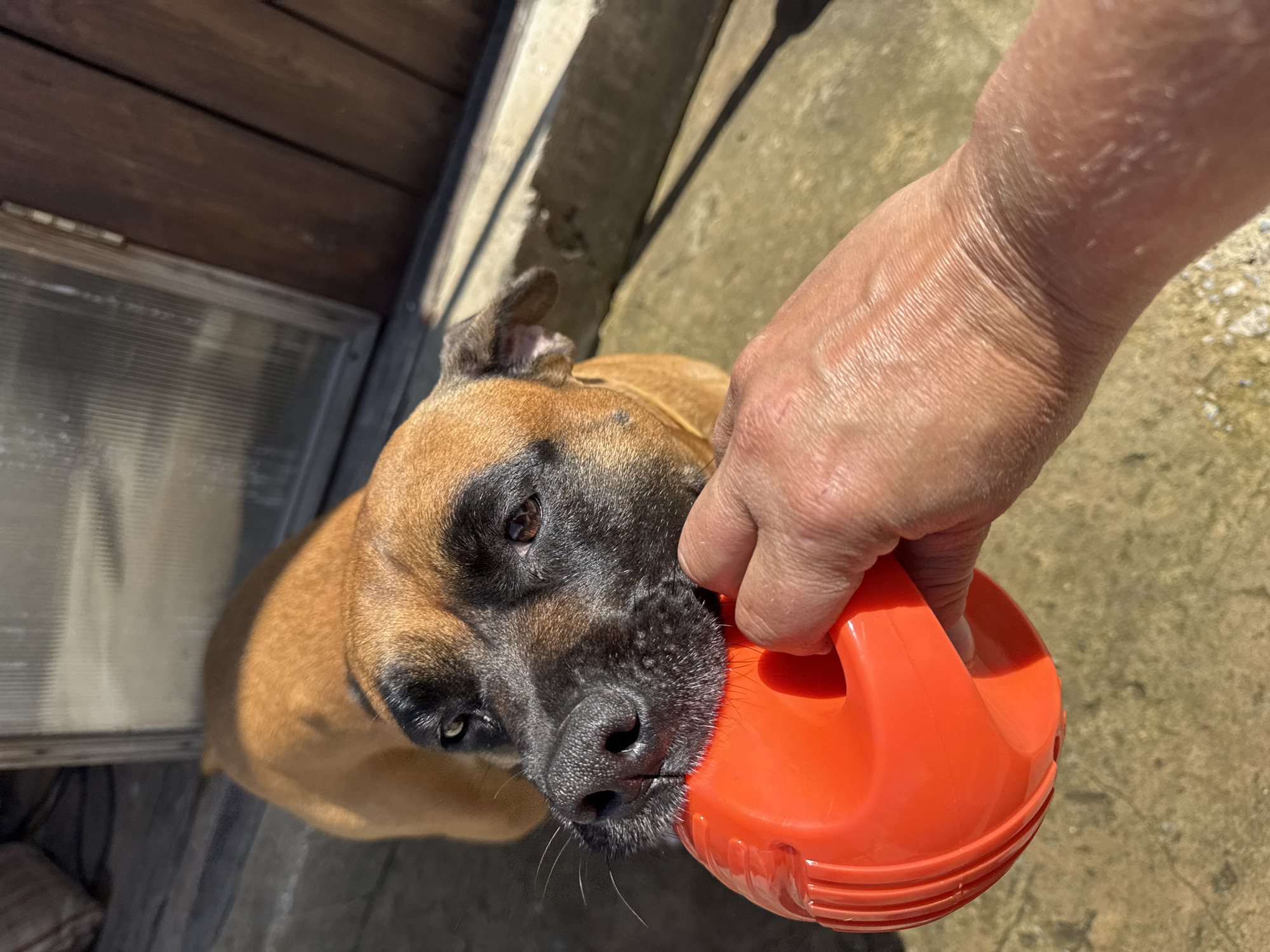 In this close-up, eye-level shot, a brown dog with black markings on its face is gently holding a bright orange toy in its mouth. A person's hand, with visible wrinkles and light skin tone, is holding the other end of the toy, suggesting an interaction or a game of tug-of-war. The background is blurred but appears to be an outdoor setting with a concrete or stone surface and some wooden structures, possibly a porch or a shed. The lighting indicates a sunny day, with strong shadows cast on the ground. The image does not contain any information that can be used to determine the location in the city of Chaikovsky, Russia.