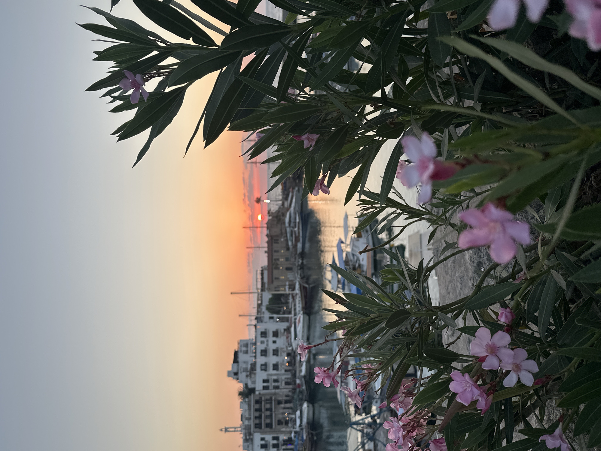 This vertical shot captures a serene harbor scene in Kyrenia, Northern Cyprus, during sunset. In the foreground, lush green Oleander plants with delicate pink flowers create a soft, natural frame. The setting sun casts a warm orange and yellow glow across the sky, reflecting on the calm harbor waters. Numerous boats, including sailboats and smaller vessels, are docked in the marina. Behind the harbor, the historic Kyrenia cityscape is visible with white buildings and a prominent lighthouse. The atmosphere is peaceful, with no people or animals clearly discernible. The overall impression is one of tranquility and natural beauty juxtaposed with the charming urban landscape.