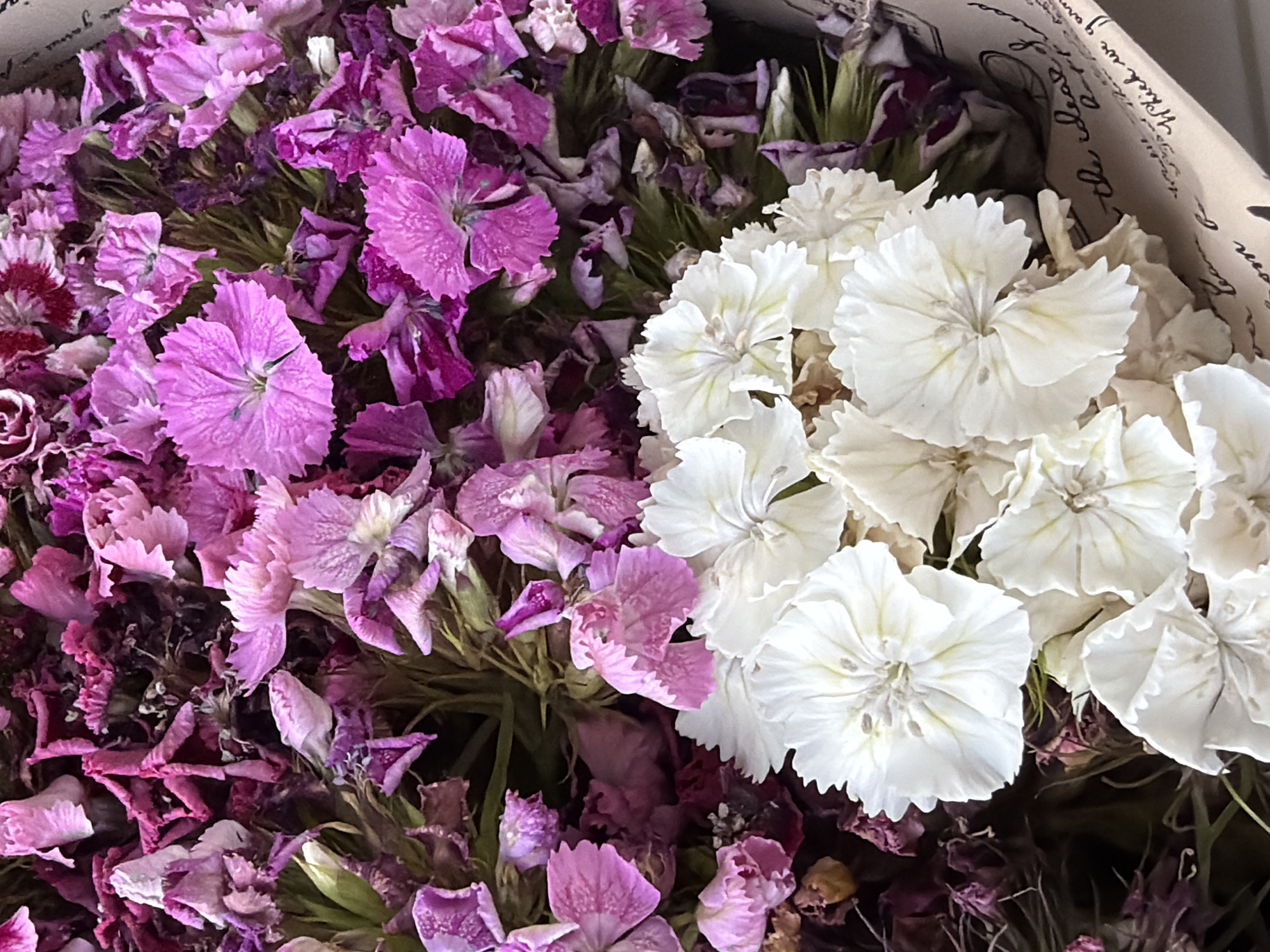 The image is a close-up, overhead shot of a bouquet of dried flowers, primarily in shades of pink, purple, and white. The flowers appear to be carnations or a similar variety, with layered, fringed petals. Some of the pink and purple flowers are fully bloomed, while others are partially open or appear wilted and dried. The white flowers are clustered at the bottom of the frame and are also fully bloomed. The bouquet is arranged in a way that suggests it might be wrapped or supported by decorative paper, which is partially visible at the bottom right and features handwritten text in a script font. The background is dark and out of focus, emphasizing the flowers. There is no discernible location within the city of Kyiv, Ukraine, as the image focuses solely on the floral arrangement. No people, actions, or interactions are depicted.