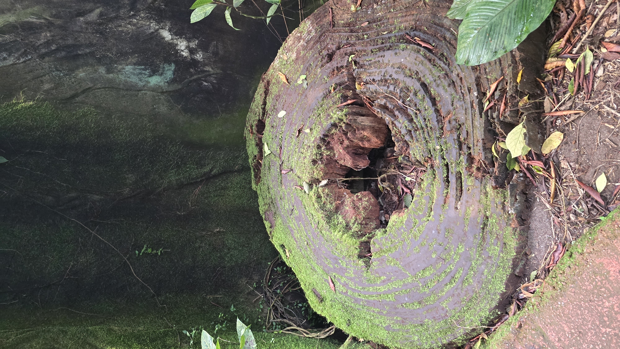 A close-up, eye-level shot captures the top of a large, weathered tree stump covered in vibrant green moss. The stump's surface displays prominent growth rings, with darker, wet sections interspersed with drier, lighter brown areas. A hollowed-out cavity at the center of the stump reveals decaying reddish-brown wood. Scattered fallen leaves and twigs lie on and around the stump. The background consists of a dark, moss-covered rock face with visible vines and some green foliage. The scene is set in the city of Arnhem, Netherlands, likely within a park or natural area. There are no people or animals present.
