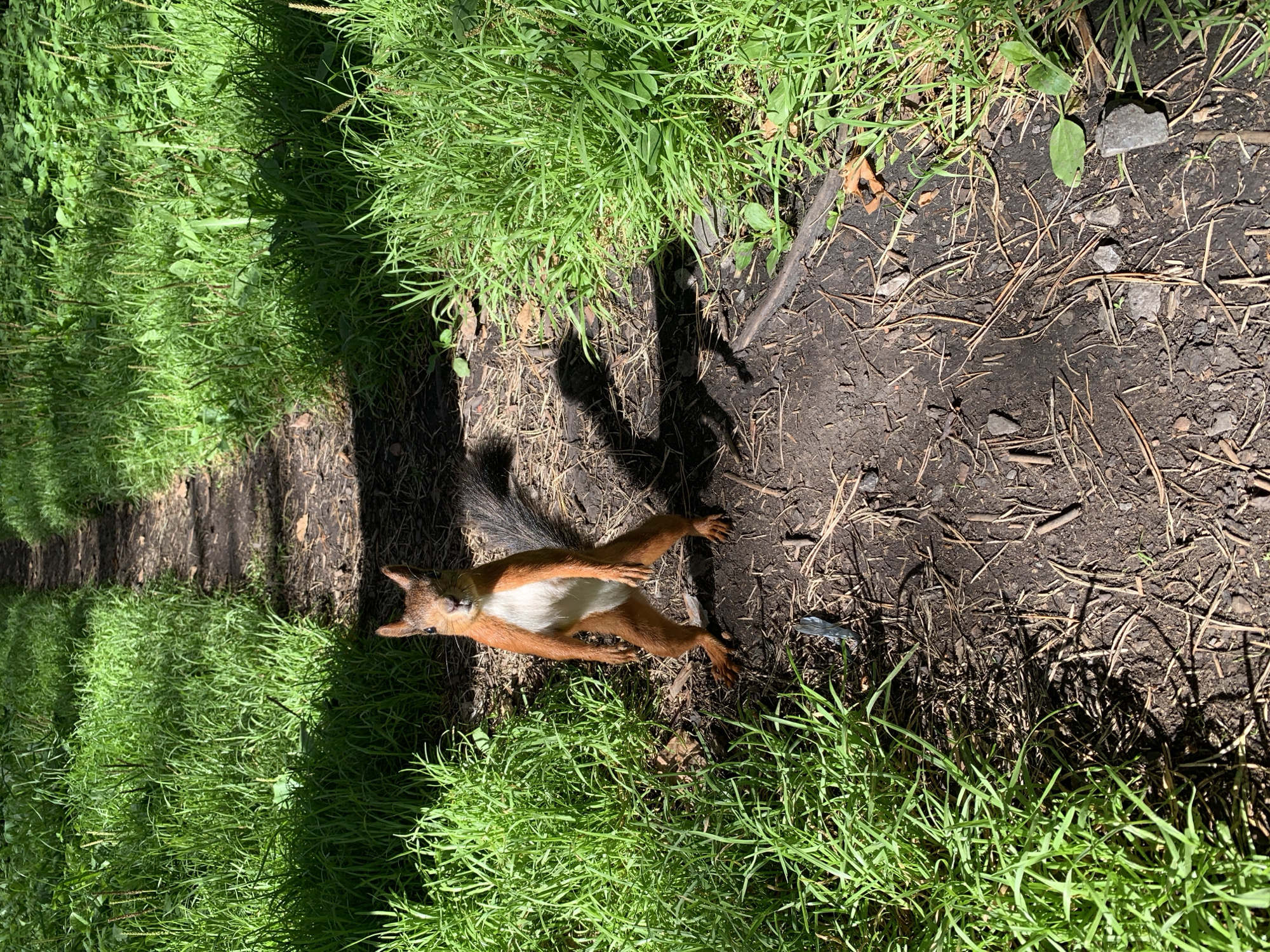 A red squirrel stands upright on its hind legs on a dirt path in a wooded area. The squirrel is facing the camera, with its front paws held in front of its chest. The squirrel is reddish-brown in color with a white belly and a bushy tail. The path is surrounded by lush green grass. Sunlight filters through the trees, casting shadows on the path and grass. The scene appears to be a natural environment within a park or forest. This image was taken in Prokopyevsk, Russia.