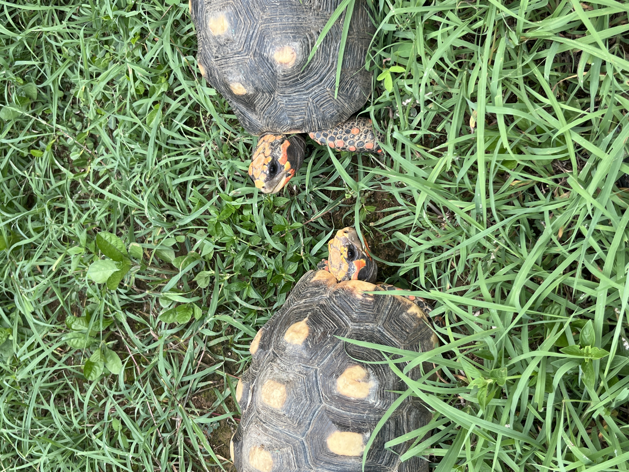 Two red-footed tortoises are positioned in a grassy area, facing each other. The tortoise on the left is angled slightly away from the viewer, while the tortoise on the right is facing more directly towards the left. Both tortoises have patterned shells with dark grey and lighter yellow-orange markings, and their heads and legs exhibit a similar reddish-orange coloration with dark speckles. The ground is covered with lush green grass and some smaller green plants. The setting appears to be an outdoor environment. No specific location in Tinaquillo, Venezuela, can be identified from the visual information provided.