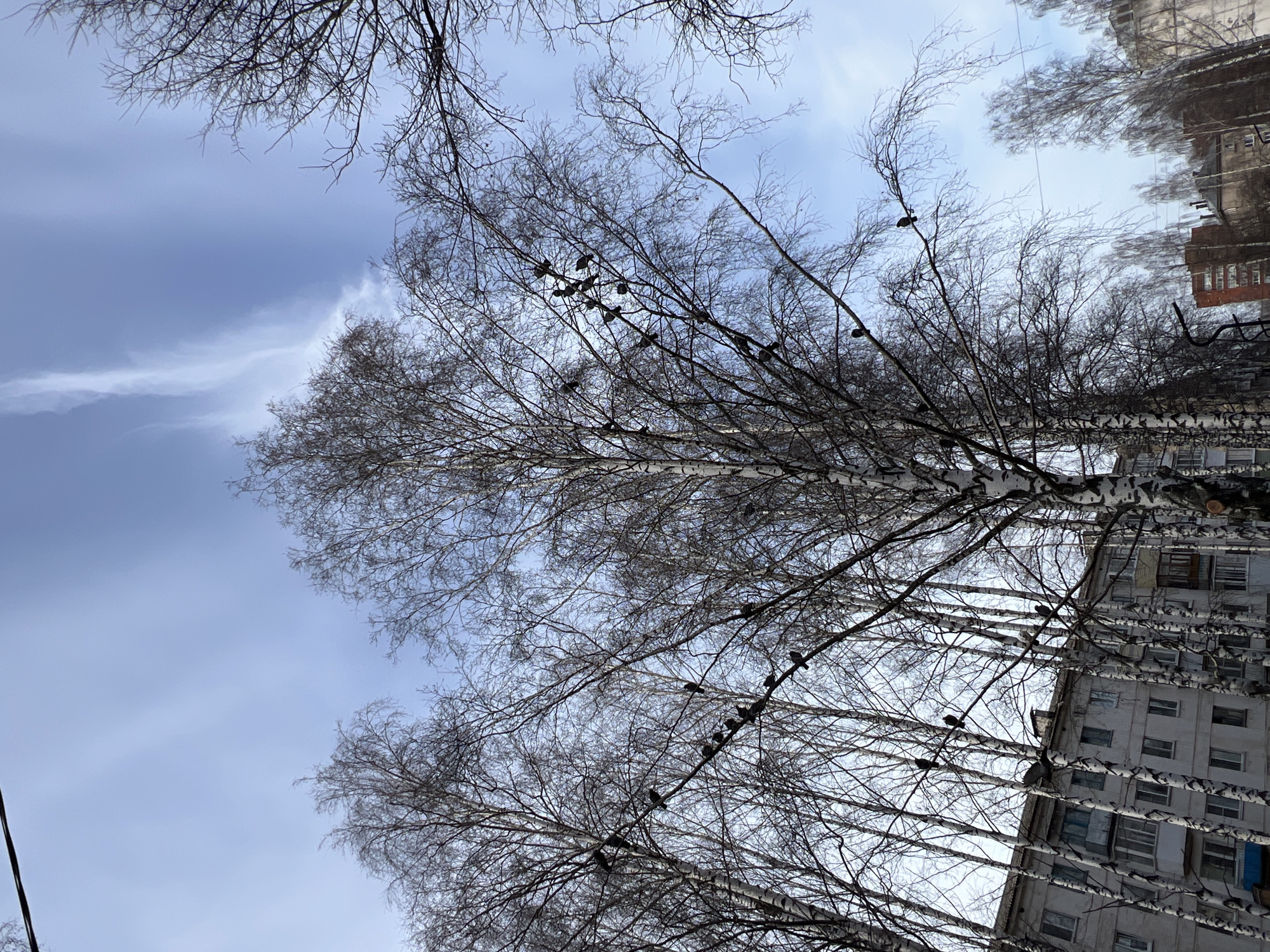 A low-angle photograph taken in Chaikovsky, Russia, shows bare birch trees against a light blue sky with thin, wispy clouds. Numerous dark birds are perched on the tree branches. The side of a building is visible on the right side of the frame, with multiple windows and a striped pattern similar to that of the birch trees.