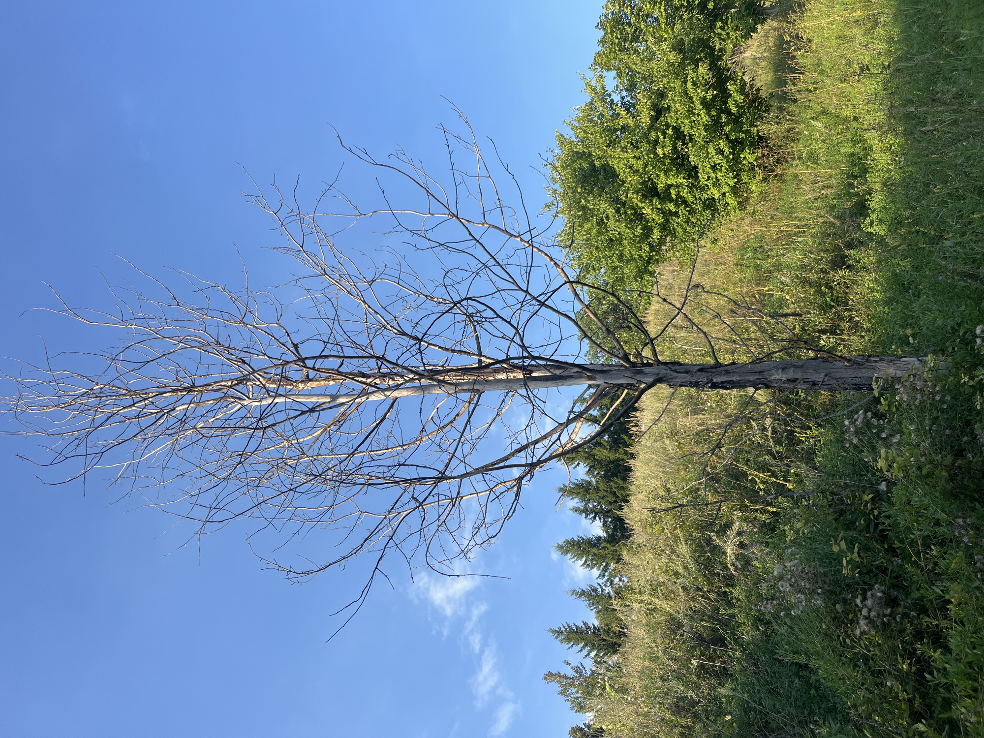 A dead, leafless tree stands prominently in the foreground, its bare branches reaching towards a clear blue sky dotted with wispy clouds. The tree is positioned in a grassy, overgrown area with tall weeds and some flowering plants in shades of green and white. Behind the dead tree, a gentle slope is covered in similar vegetation, with a line of evergreen trees visible on the crest of the hill. To the right of the dead tree and further up the slope, a lush green deciduous tree adds a vibrant contrast to the dry, barren tree in the front. The environment appears natural and somewhat wild, possibly a field or meadow on the outskirts of a rural or suburban area. No people or specific man-made structures are immediately visible. The lighting suggests it is daytime, likely late morning or early afternoon, with sunlight illuminating the scene from the side.
