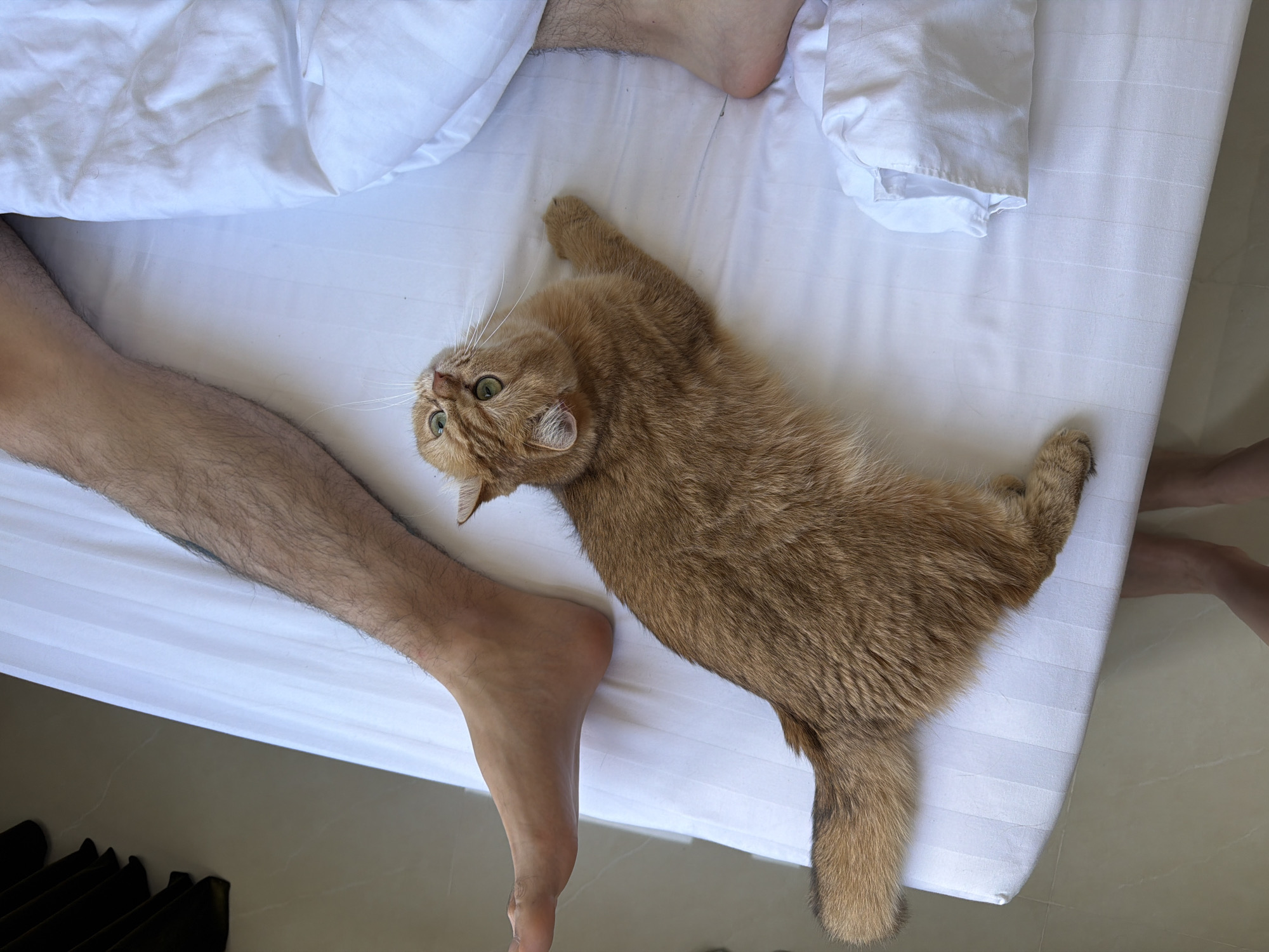 A ginger cat is lying on a white bed next to a human leg. The cat's head is turned towards the viewer. Another set of human feet can be seen at the edge of the bed. The room appears to be indoors, based on the lighting and visible floor. Đà Nẵng, Vietnam is not explicitly ascertainable from the provided image.