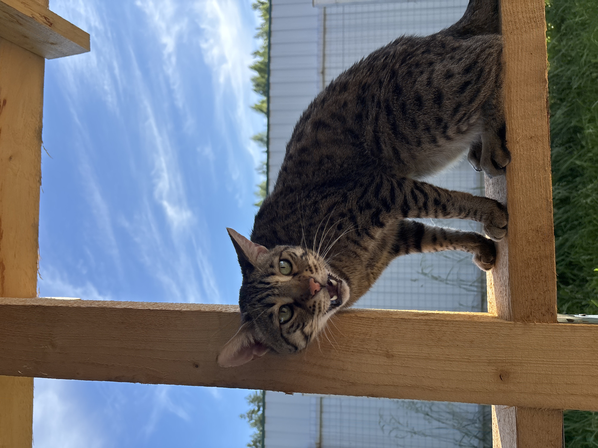 A tabby cat with green eyes is perched on a wooden beam outdoors. The cat is looking directly at the camera with its mouth open, revealing teeth and tongue. The cat's fur is striped brown and black. Behind the cat, the sky is blue with scattered white clouds, and a line of green trees is visible in the distance beyond a white fence. The scene appears to be in an outdoor setting, potentially in a rural or suburban area of Razdolye, Russia. The lighting suggests it is daytime, with sunlight illuminating the wooden beam and the cat.