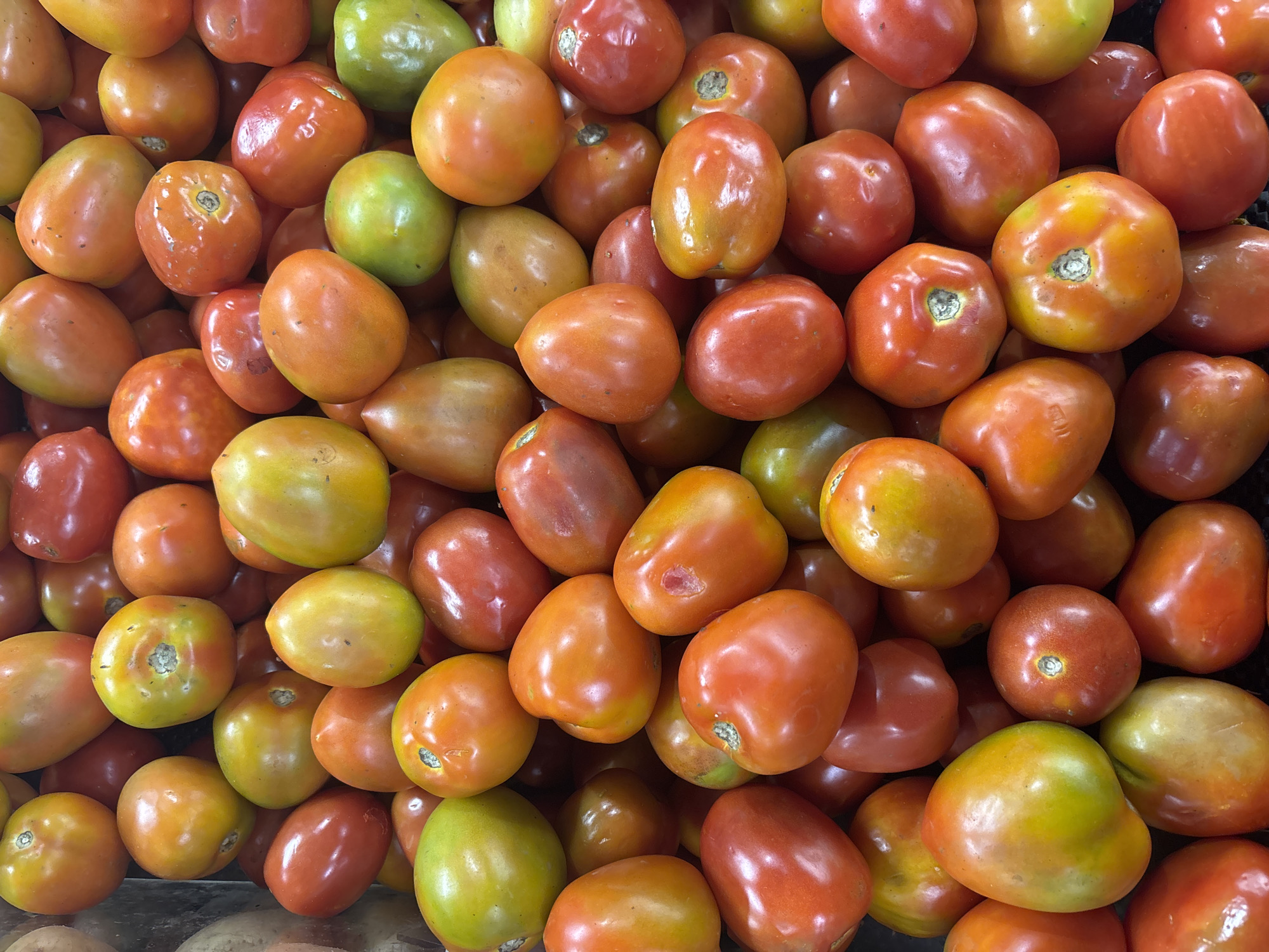 A close-up, overhead view of a large pile of ripe tomatoes is presented. The tomatoes vary in color from vibrant red to deep orange and some show hints of green, indicating different stages of ripeness. They are densely packed together, with many of them partially obscured by others. The lighting suggests an indoor setting, possibly a market stall or grocery store. This scene is likely from a market in North Jakarta, Indonesia, where fresh produce is commonly sold. There are no people or actions visible in the image, only the static display of the tomatoes.