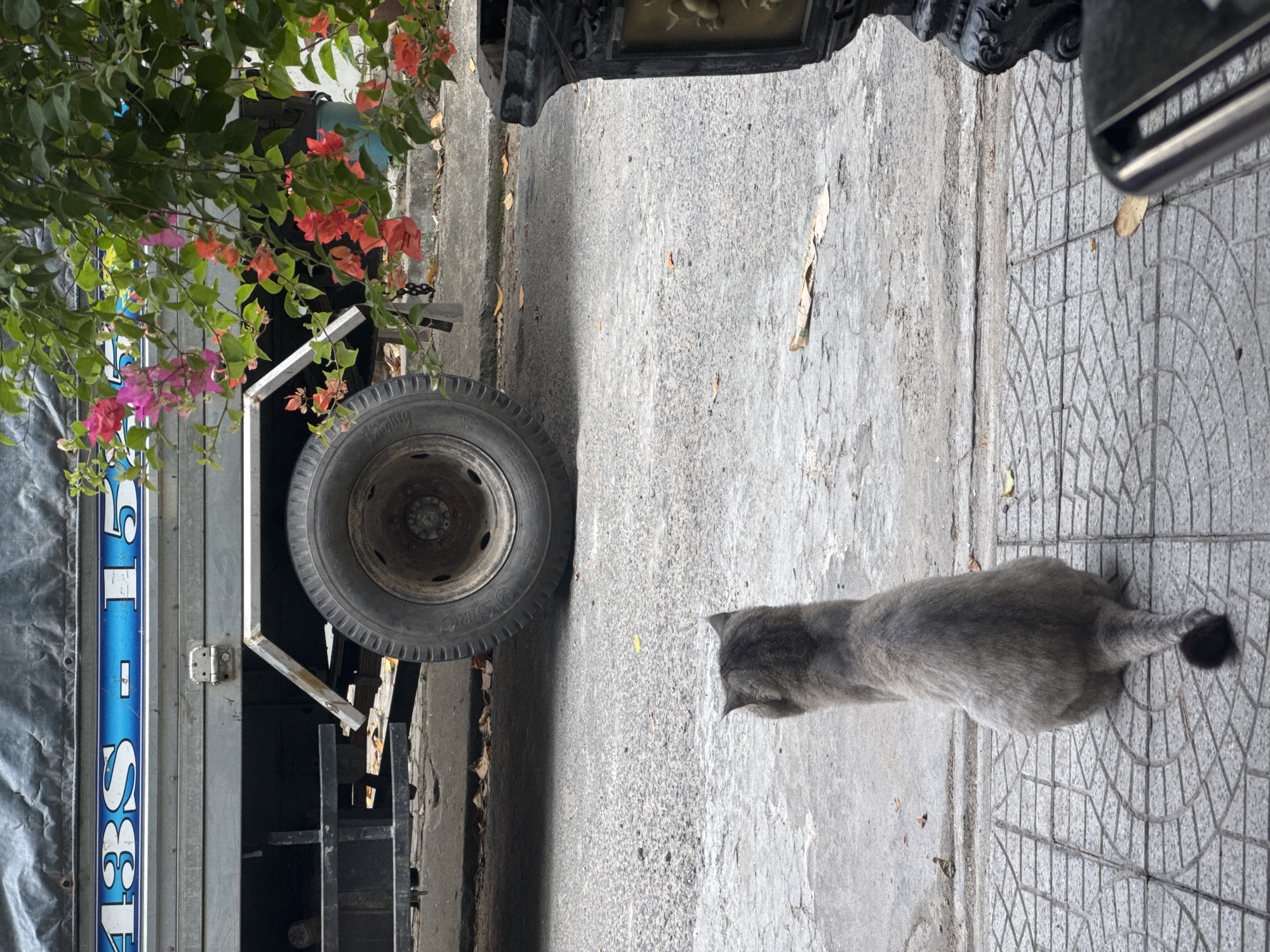 A top-down, medium shot reveals a gray cat on a sidewalk alongside a street in Đà Nẵng, Vietnam. The cat faces away from the camera, its tail extended. To the left of the cat, a gray concrete street features a large truck tire, part of a vehicle mostly obscured. Behind the truck, colorful bougainvillea flowers cascade. The sidewalk features a pattern of textured, gray square tiles. A dark, ornate metal post or railing stands at the edge of the sidewalk. The lighting suggests daylight conditions. The overall composition is urban and functional.