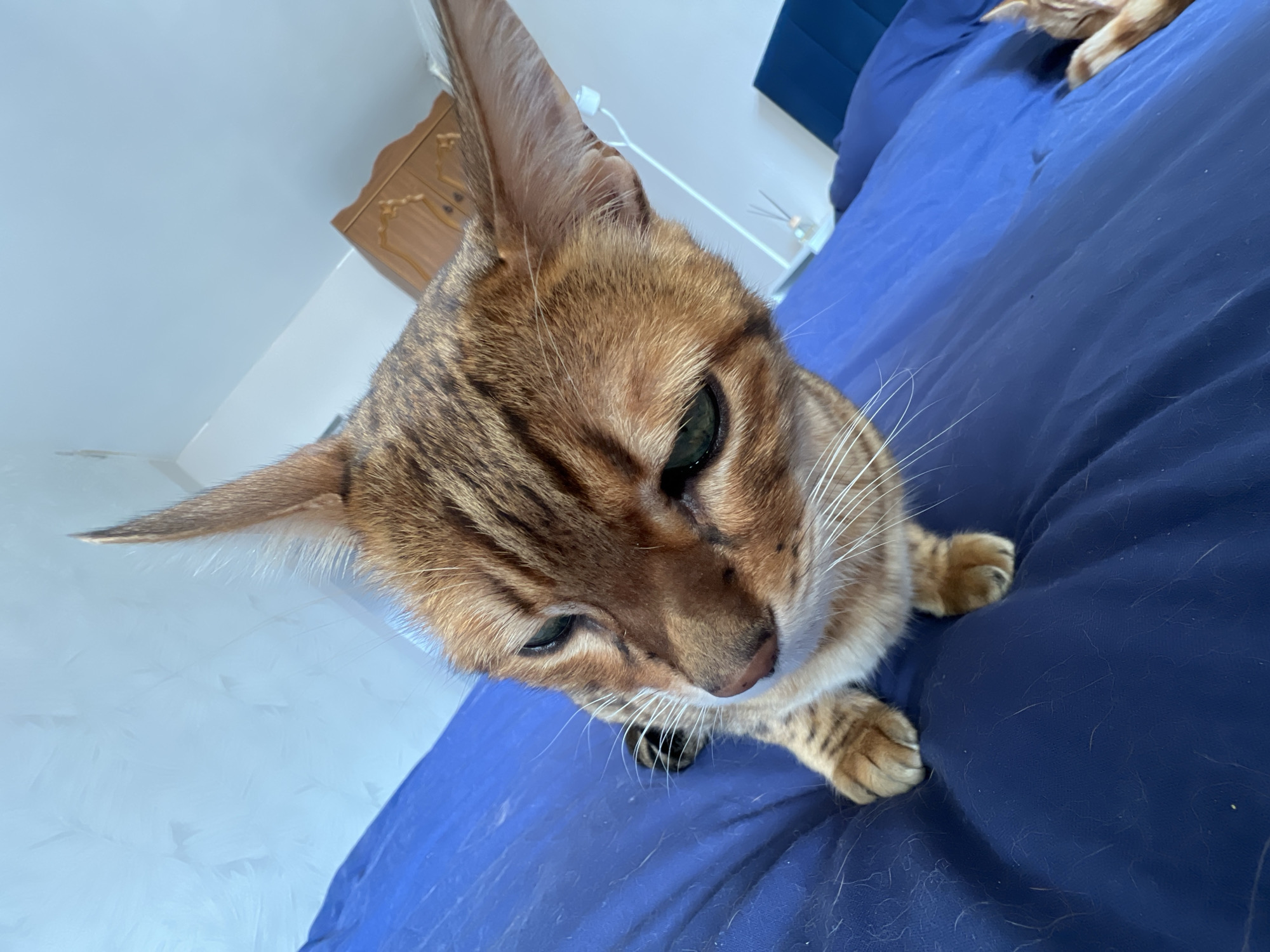 A Bengal cat with brown and black striped fur is lying on a blue bed. The cat is in an indoor environment, possibly a home. The cat's fur pattern and green eyes are visible. The photo is taken at a close, downward angle. There is no indication of the location being Moscow, Russia.