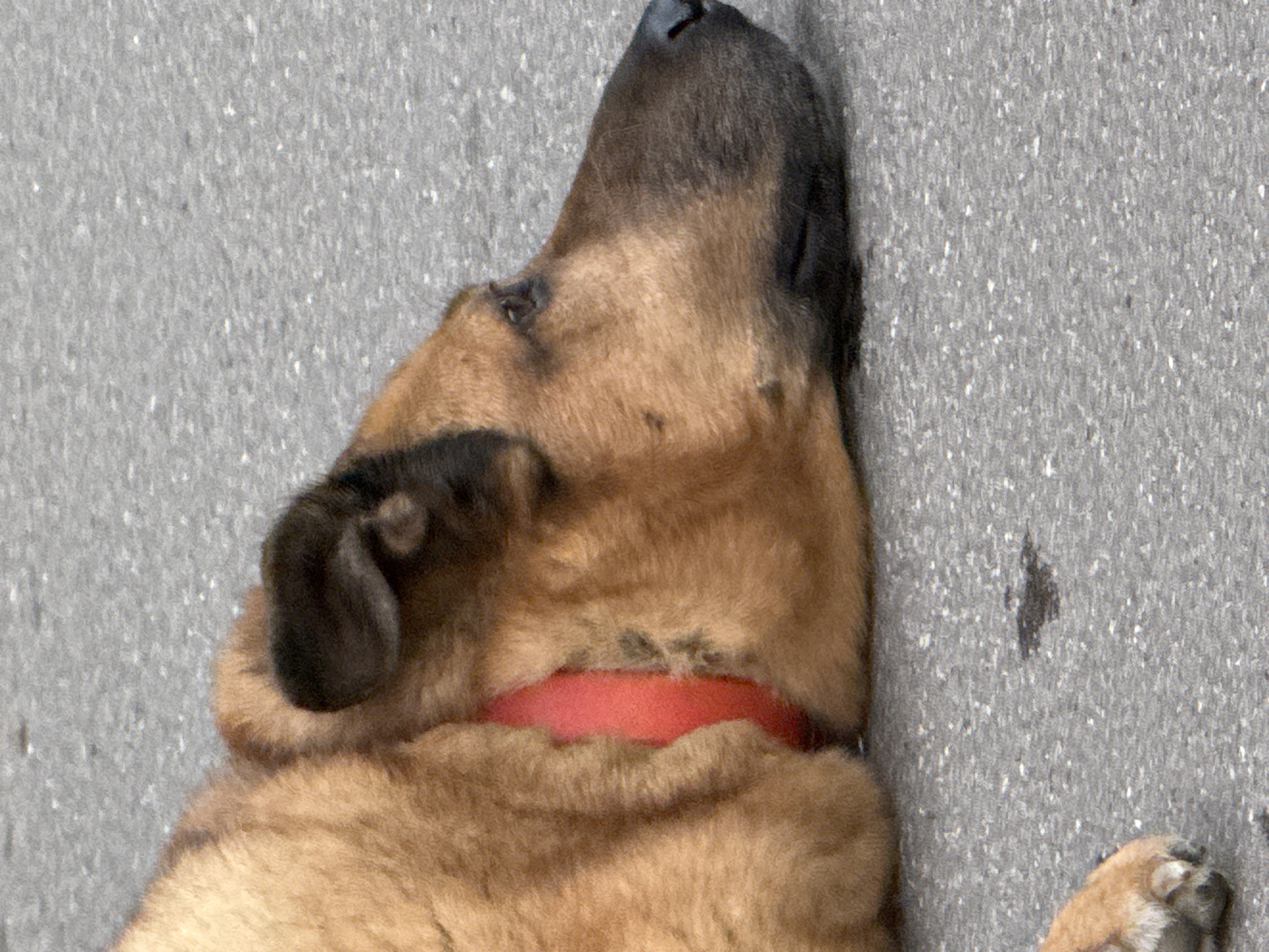 A medium-sized, tan and black dog with a red collar lies on a grey asphalt surface. The dog's head is to the right, with its eyes open and looking forward. Its body is oriented towards the left. The asphalt surface shows some minor discoloration and texture. The image is an outdoor, close-up shot. There is no information available to determine the location in the city of Zelenograd, Russia.
