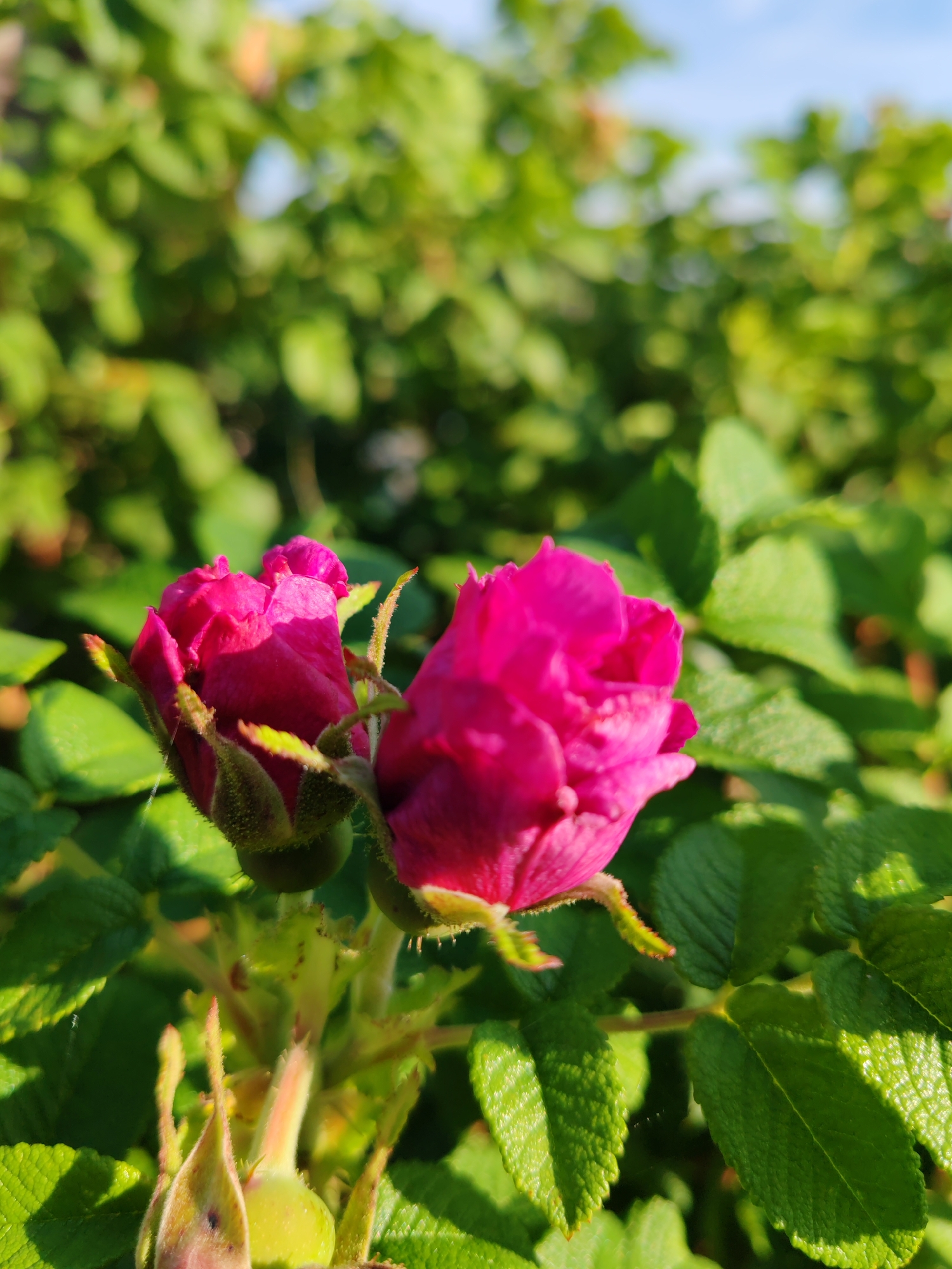 A close-up, eye-level shot shows two partially bloomed fuchsia rose blossoms against a backdrop of blurred green foliage and a light blue sky. The blossoms are in sharp focus, with visible sepals and petals. The leaves are a vibrant green and appear slightly textured. The scene suggests an outdoor environment, possibly a garden or park, bathed in natural sunlight. The location is noted as Чухлэм, Russia.