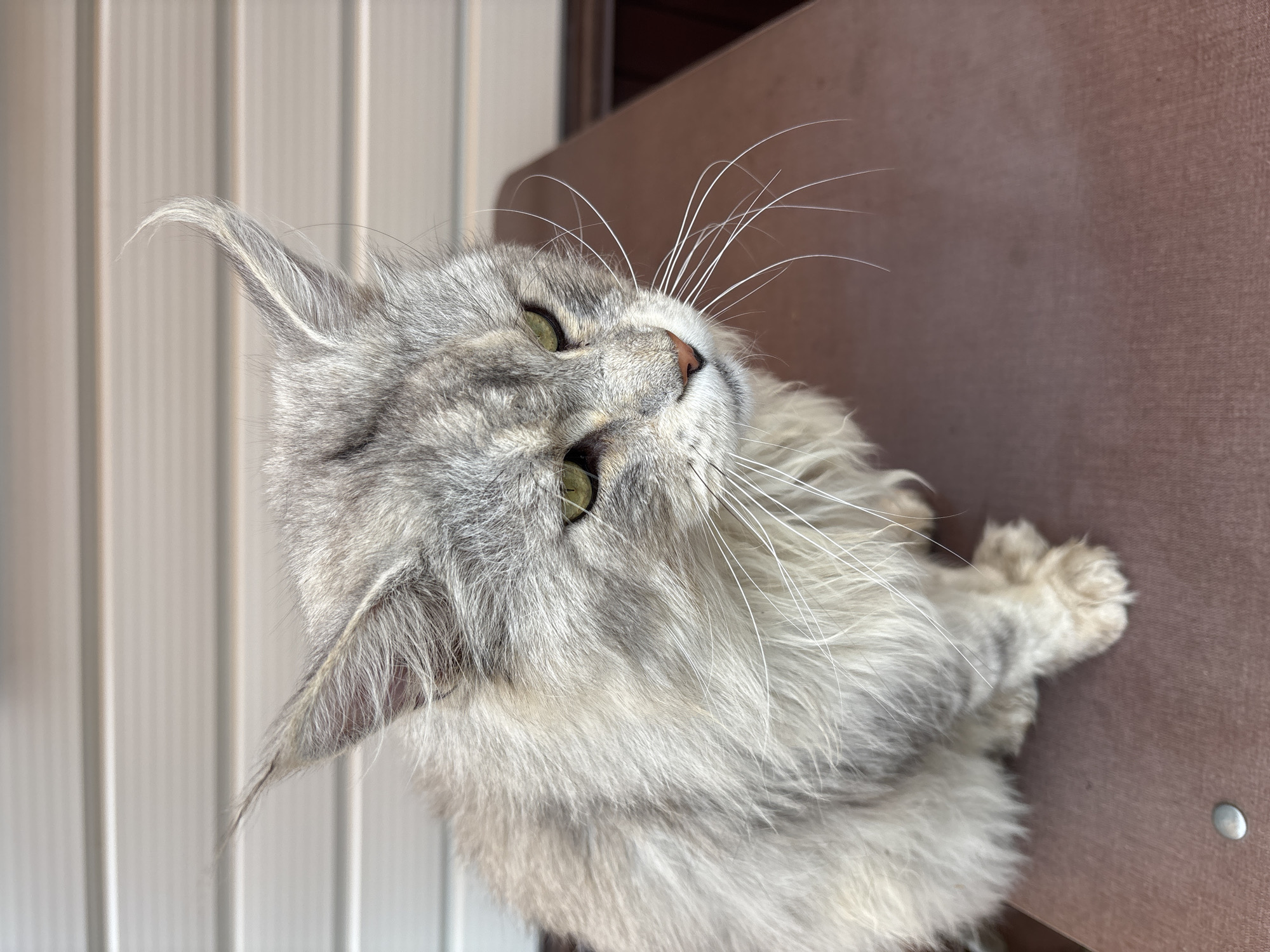 A medium shot, eye-level, outdoor photograph shows a long-haired, grey tabby cat sitting on a brown surface. The cat is facing to the right, with its head slightly lowered and its gaze directed downwards and to the right. The cat's fur is a mix of light and dark grey with some white. Its ears are pointed and tipped with tufts of fur. The cat has prominent white whiskers. The background consists of a light-colored, horizontal slatted wall. The brown surface the cat is sitting on appears to be a table or bench. A small, silver, round object is visible on the surface in the lower left corner of the image. The scene is outdoors, suggesting a residential area. The location in Русский Турек, Russia is not discernible from the image.