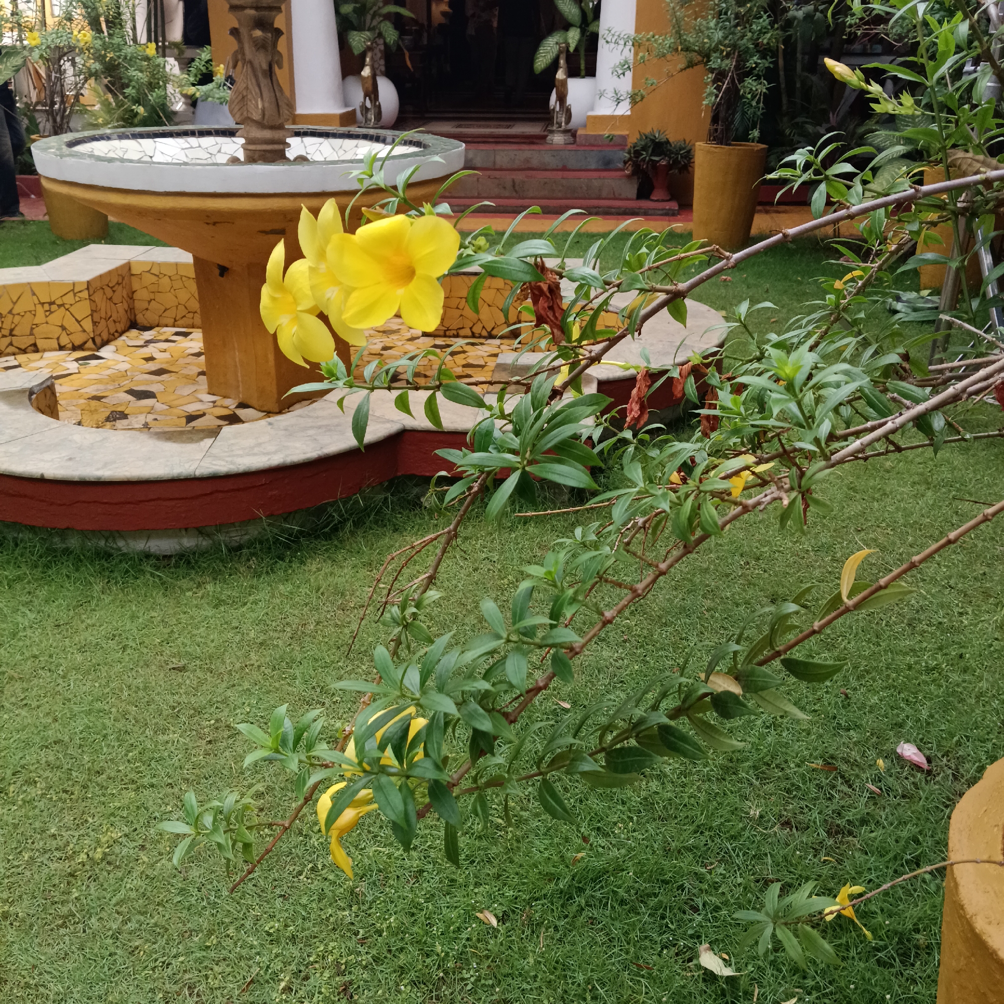 The scene is a garden in Anjuna, India. In the foreground is a flowering plant with yellow trumpet-shaped blossoms and green leaves. Behind it is a light-yellow fountain with a mosaic bowl. The backdrop features a yellow building with a staircase leading to a dark doorway, flanked by decorative statues. The ground is covered in green grass.
