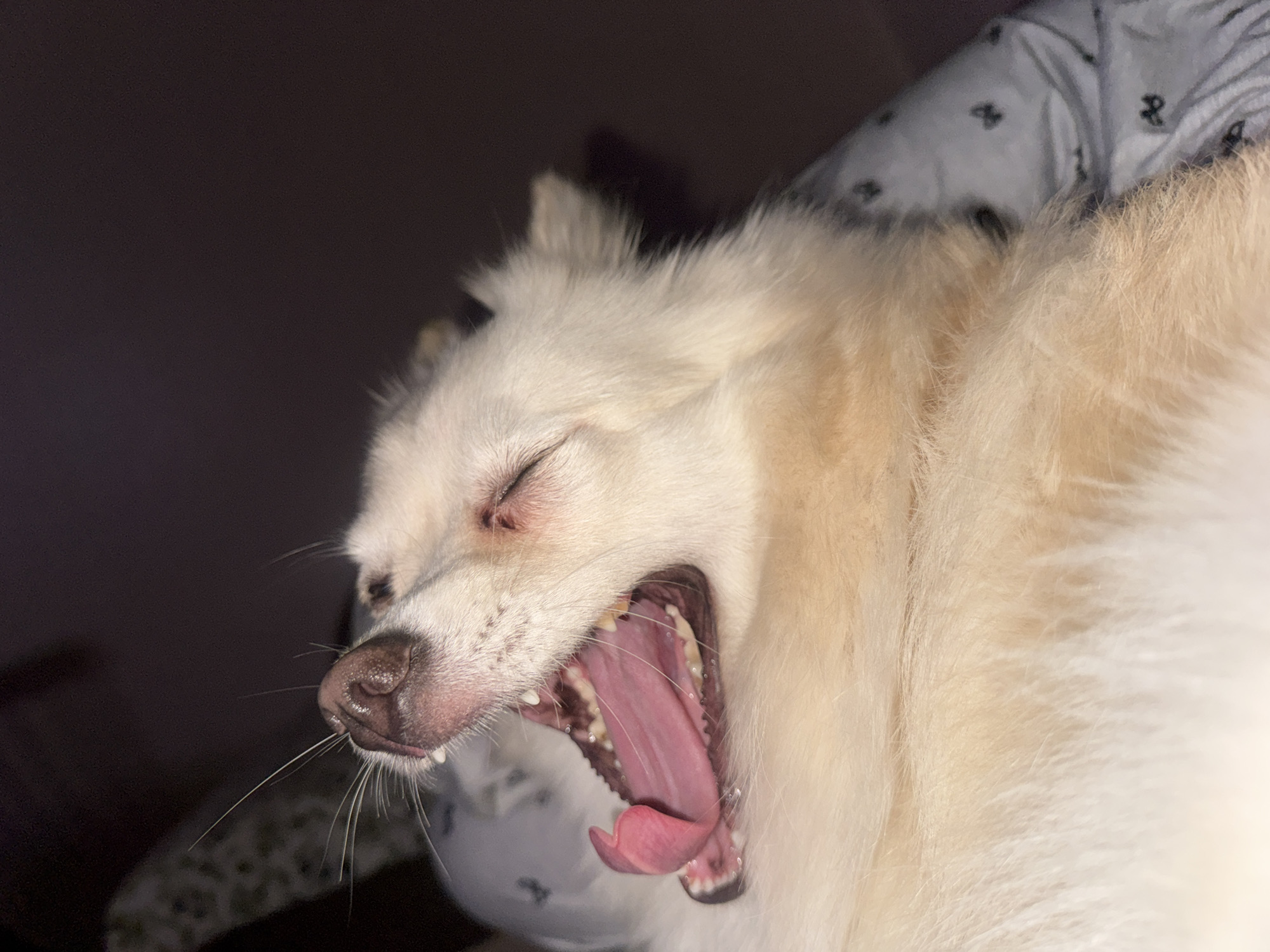 A close-up indoor shot captures a fluffy, light-colored dog yawning widely. The dog's eyes are closed and its pink tongue and teeth are clearly visible. The dog is positioned on a surface with what looks like patterned bedding. The background is dark and out of focus. No elements indicating the location as Sofia, Bulgaria are visible in the image.