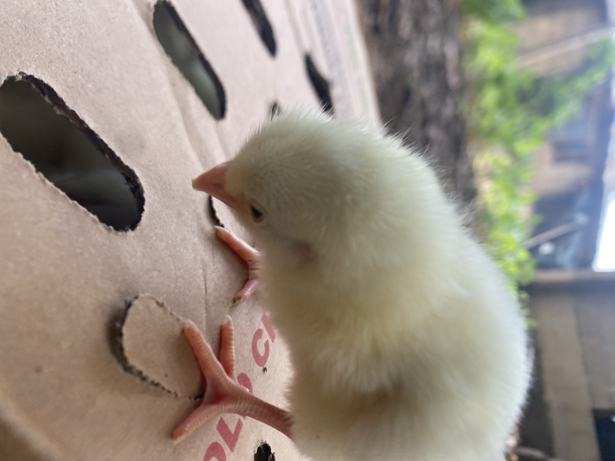 A fluffy, light yellow chick is captured in a close-up image, exploring a cardboard box in Maigizo, Nigeria. The chick, covered in soft downy feathers, is positioned on the light brown cardboard surface. Its small pink beak is pointed towards one of several oval-shaped holes cut into the box, suggesting curiosity or inspection. Its delicate, light pink, webbed feet are visible, one partially gripping the cardboard near another hole, revealing small claws.
On the cardboard surface, near the chick's feet, are partial red markings, appearing to be fragments of letters or numbers, specifically a "C" or part of a number, and a "1". The background is softly blurred, showing hints of green foliage and an indistinct, dark structure, indicating an outdoor or semi-outdoor setting during daylight. The image is taken from a slightly downward angle, focusing on the chick and its immediate surroundings.