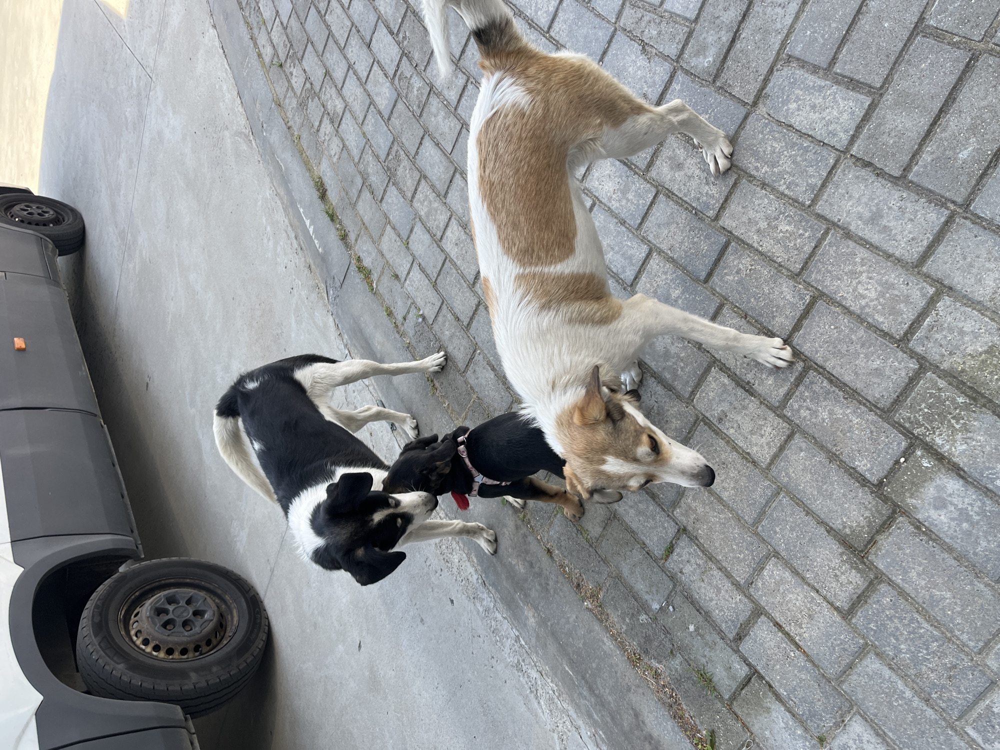 Three dogs are in an outdoor, urban environment. In the background, a portion of a dark-colored vehicle with a white top is visible. The ground is composed of concrete and interlocking pavers. The closest dog, in the foreground, is tan and white with its head down, sniffing the ground. To its left, a larger black and white dog is interacting with a small black puppy. The puppy is wearing a red collar. The scene appears to be on a street or sidewalk in Hrodna, Belarus.
