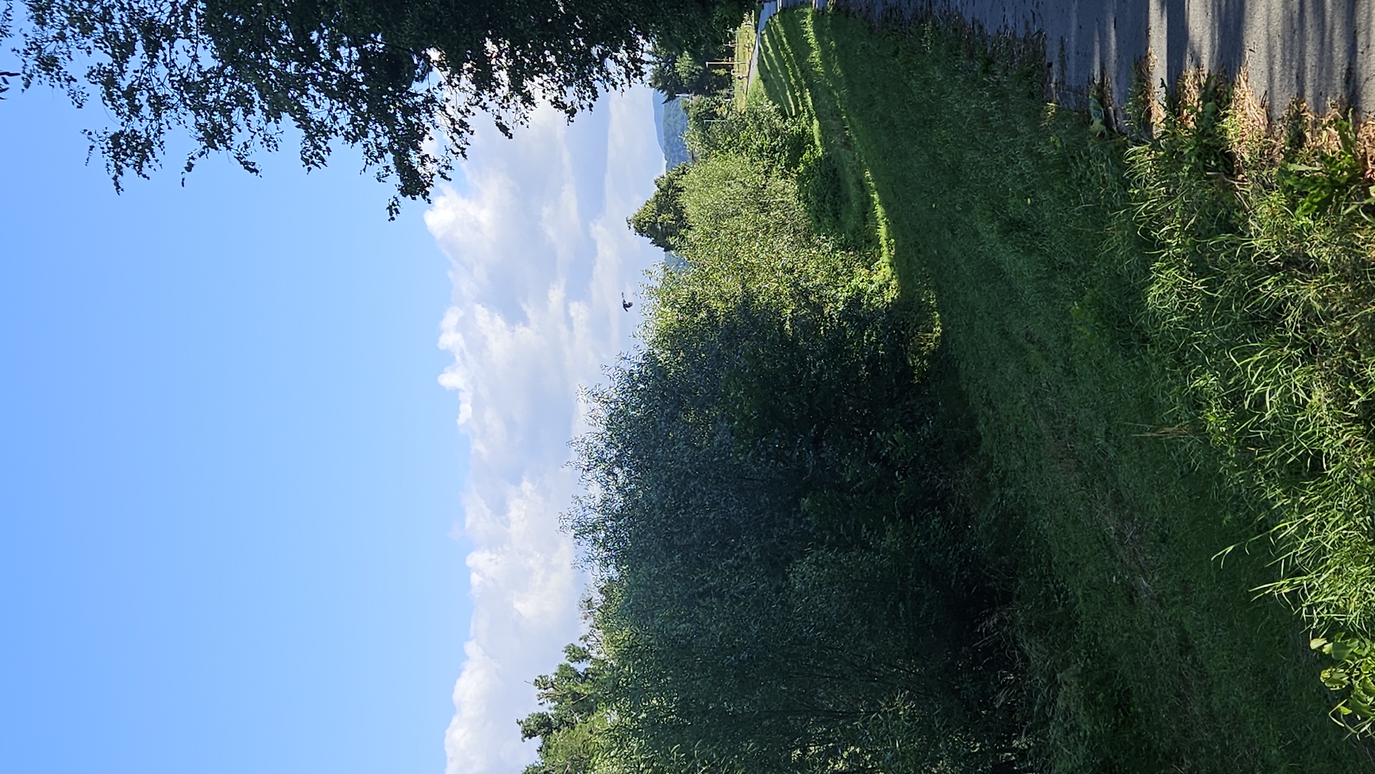 The image depicts a sunlit pathway bordering a lush green embankment on a clear day. The pathway, paved with asphalt, curves gently to the right, disappearing into the distance. The embankment is covered in thick grass and various low-lying plants, with dappled sunlight illuminating patches of the terrain. On the left side of the embankment, dense green bushes and trees create a shaded area. In the distance, the landscape transitions to rolling hills covered in trees, suggesting a rural or park-like setting. The sky above is a vibrant blue with scattered white clouds. A small bird is visible in flight against the sky, positioned above the treeline. While the specific location within Prešov, Slovakia is not explicitly identifiable from the visual elements alone, the scene suggests a recreational area, possibly a park or a path along a natural feature like a riverbank or a levee, common in and around cities with natural landscapes.