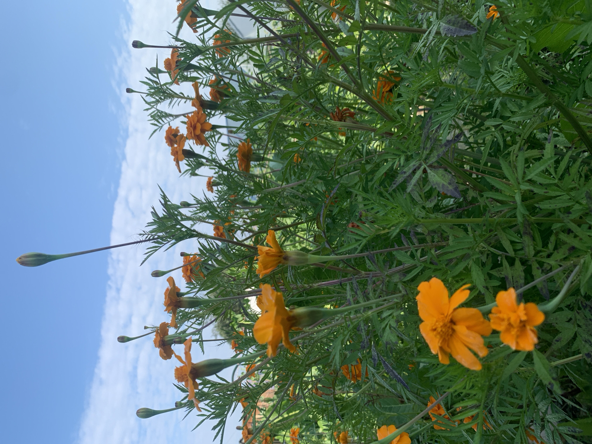 An outdoor, low-angle, eye-level shot captures a dense cluster of bright orange marigolds against a blue sky with scattered white clouds. The flowers are in various stages of bloom, with some fully open and others still in bud. The marigolds are characterized by their ruffled petals and dark green, feathery foliage. The stems are a vibrant green, some showing a reddish-purple hue. The background reveals hints of buildings and greenery, suggesting an urban or suburban setting. The scene is consistent with a garden or park environment within the city of Ust-Ilimsk, Russia, on a clear day. No people are visible in the image.