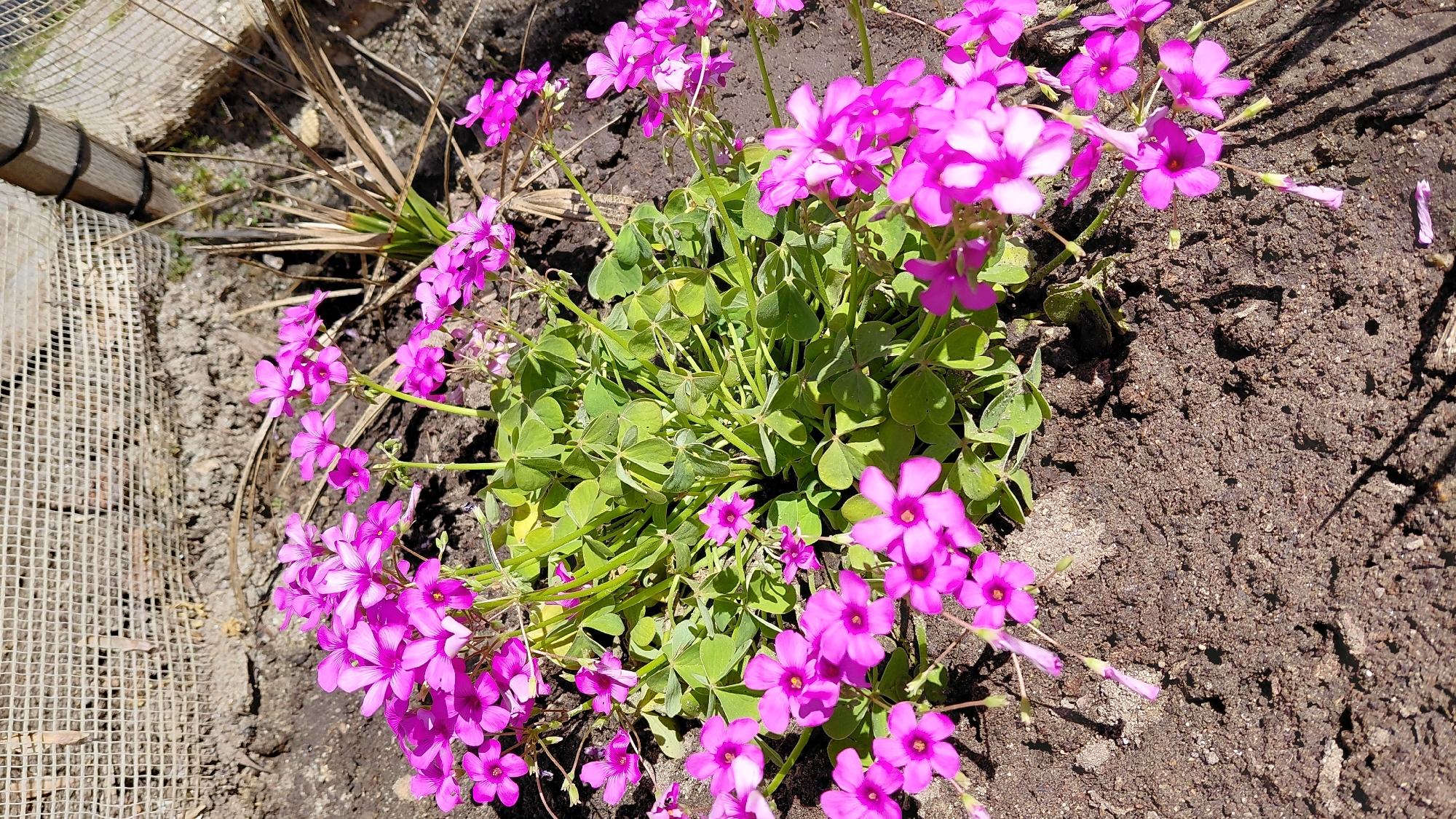The image shows a patch of pink flowers with green clover-like leaves growing in dark soil. Adjacent to the patch is a section of dry, brown vegetation and a wire mesh fence. The location appears to be an outdoor garden.