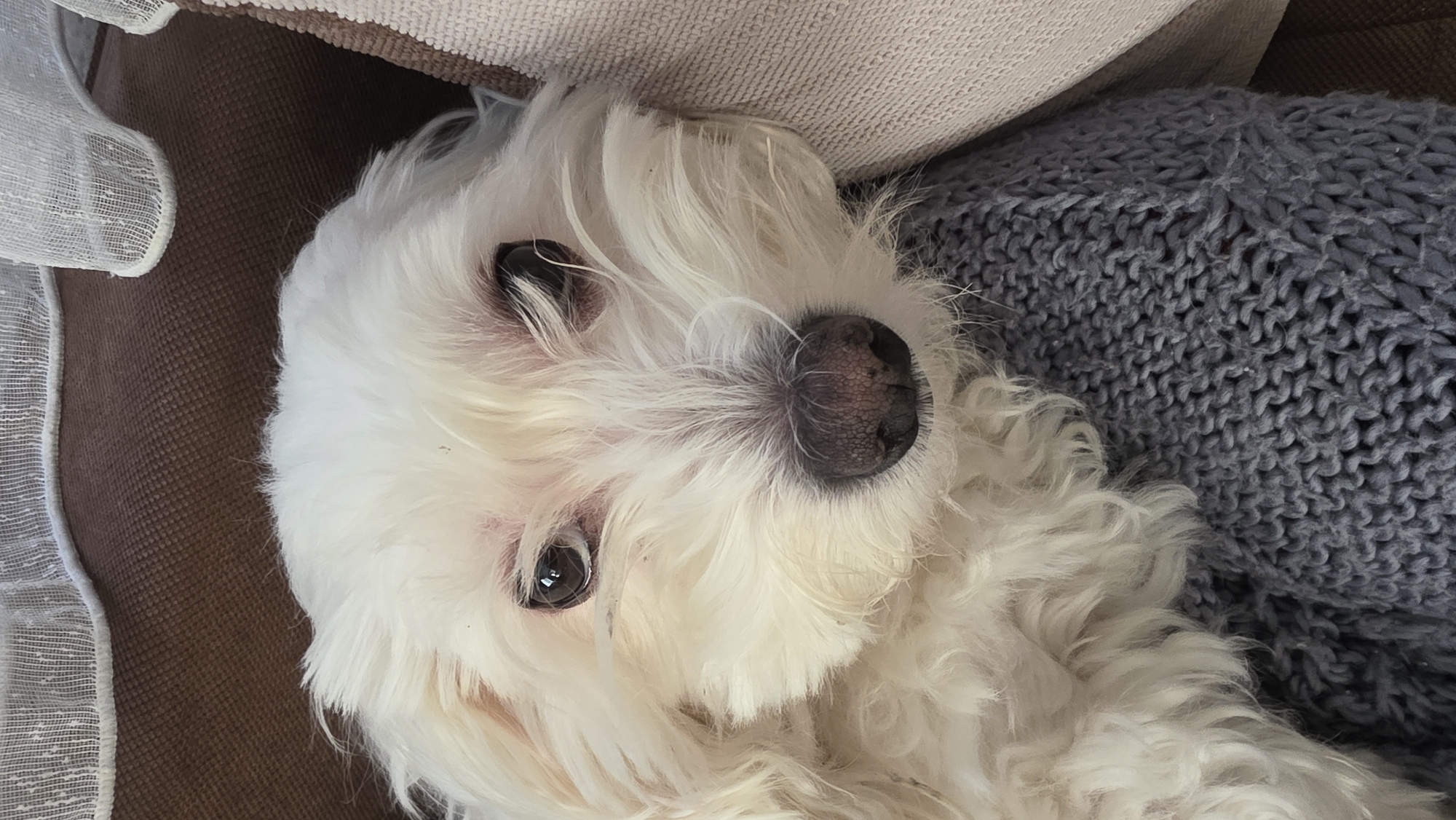 A close-up, eye-level shot features a small white fluffy dog resting indoors. The dog, likely a Maltese or similar breed, has predominantly white fur, with subtle hints of darker markings near its eyes and nose. Its dark, round eyes are open and reflect a gentle, attentive gaze, looking directly at the viewer. The dog's black nose is prominent and appears moist, with visible texture.
The dog's head is tilted, and it appears to be lying on its side or back, surrounded by various soft furnishings. To the left of the dog, there's a smooth, dark brown textured surface, possibly a sofa or cushion, bordered by a sheer, light-colored fabric or curtain with a fine mesh pattern. Above the dog's head, a light beige or cream-colored upholstered surface is visible, likely another part of a sofa or a cushion. To the right and below the dog, a chunky knit grey blanket or throw provides a soft, textural contrast.
The overall scene conveys a sense of comfort and coziness. The dog appears relaxed and calm, simply resting and observing its surroundings or the camera. There are no visible people or specific activities occurring beyond the dog's resting pose. The lighting is soft and even, typical of an indoor setting, without indicating a specific time of day or outdoor weather conditions. No text is visible in the image.