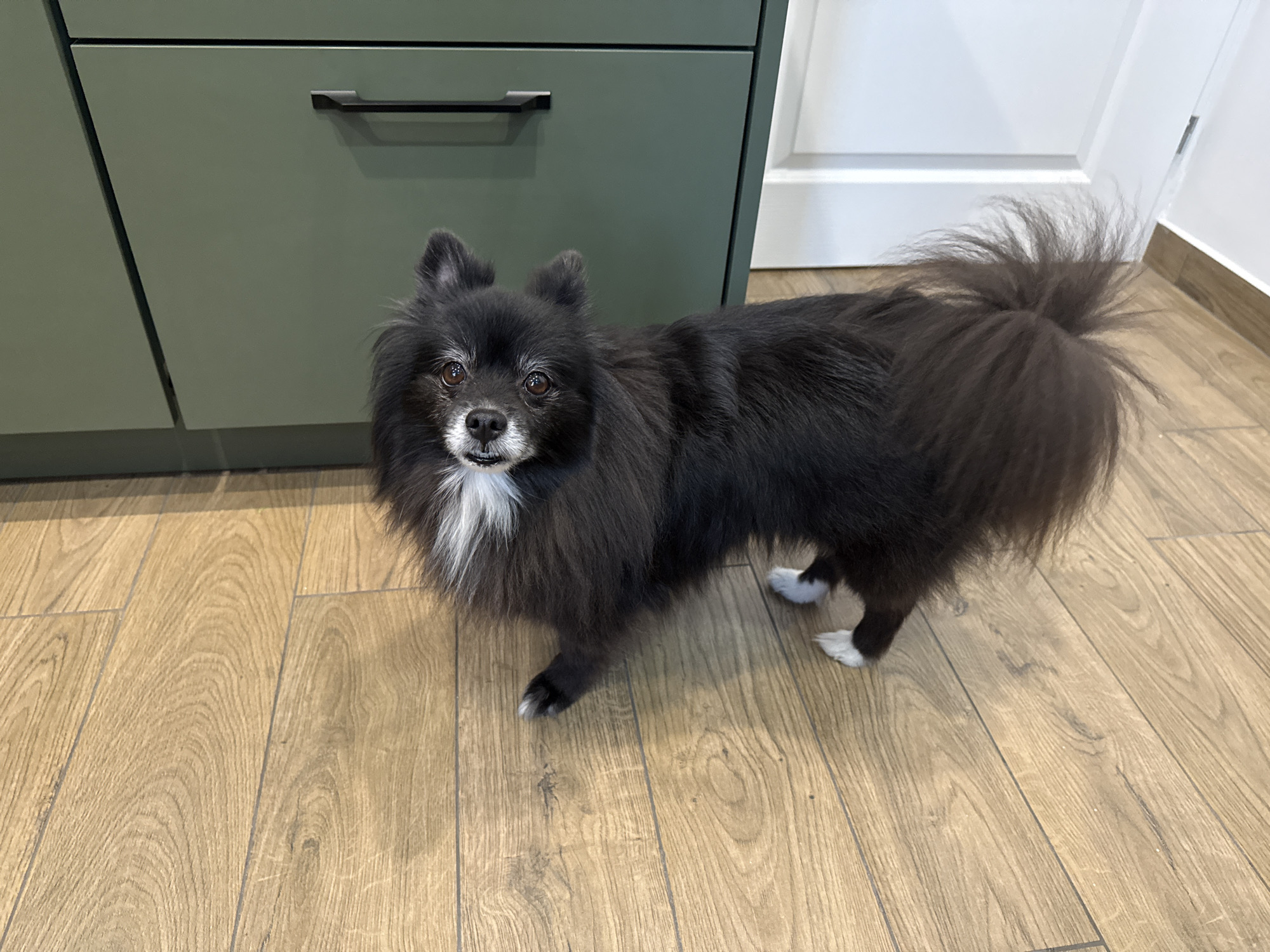 A medium-shot, eye-level, horizontal, natural light photograph captures a dark-colored, fluffy Pomeranian dog standing on a wooden floor. The dog is facing the camera, with its head slightly tilted. It has a white ruff around its neck and white socks on its paws. The dog's tail is bushy and held high. In the background, a dark green cabinet with a black handle is visible, along with a portion of a white door. The floor is made of light brown wooden planks. The scene appears to be indoors, likely in a domestic setting.