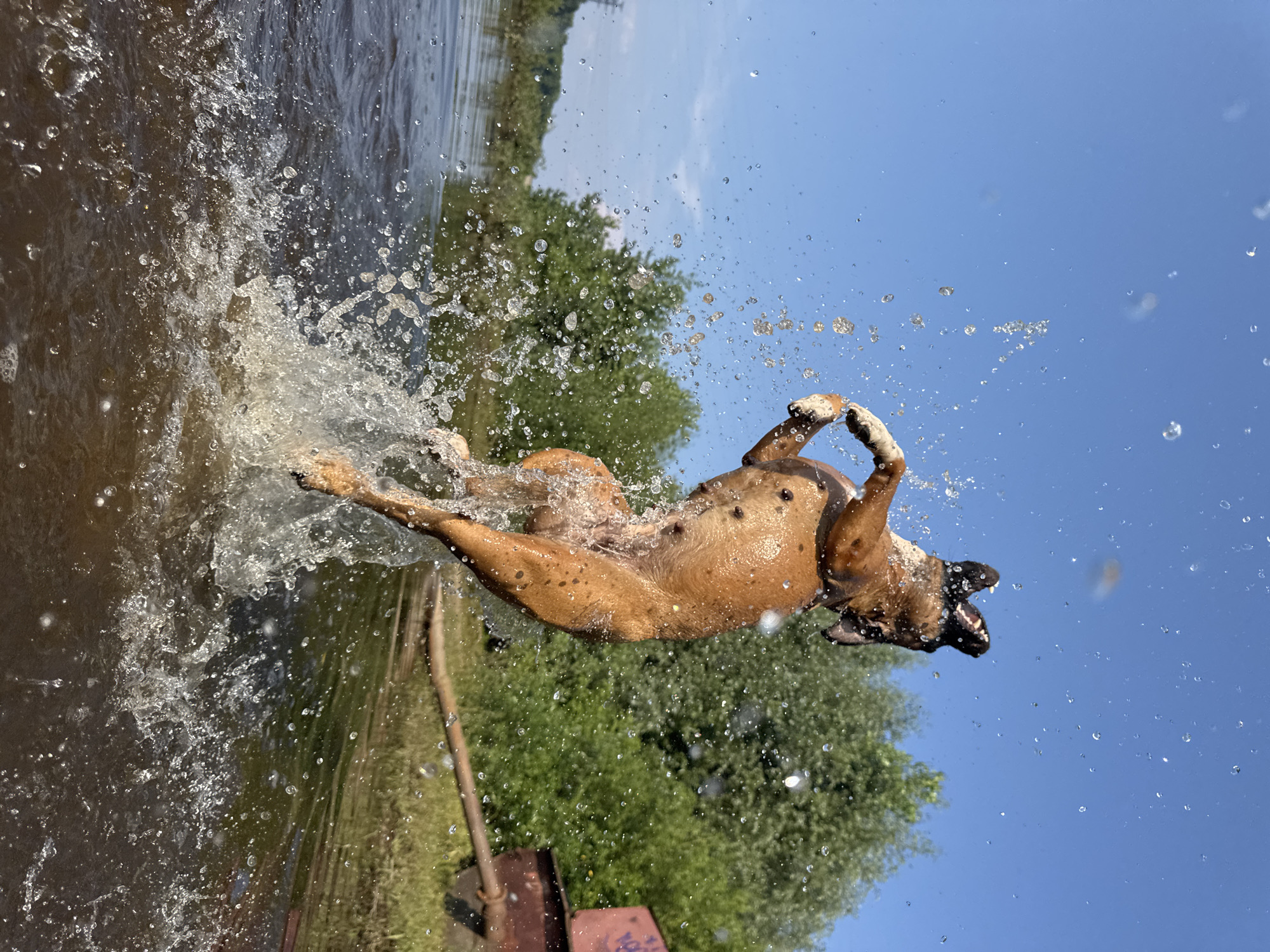In Chaikovsky, Russia, a brown boxer dog leaps explosively from dark water, creating a dramatic spray. The dog is captured mid-air, its body elongated and its mouth open. Water droplets arc through the bright blue sky and around the dog. Lush green trees line the distant shore, and a rusty, industrial-looking object rests near the water's edge. The scene suggests a playful moment on a sunny day.