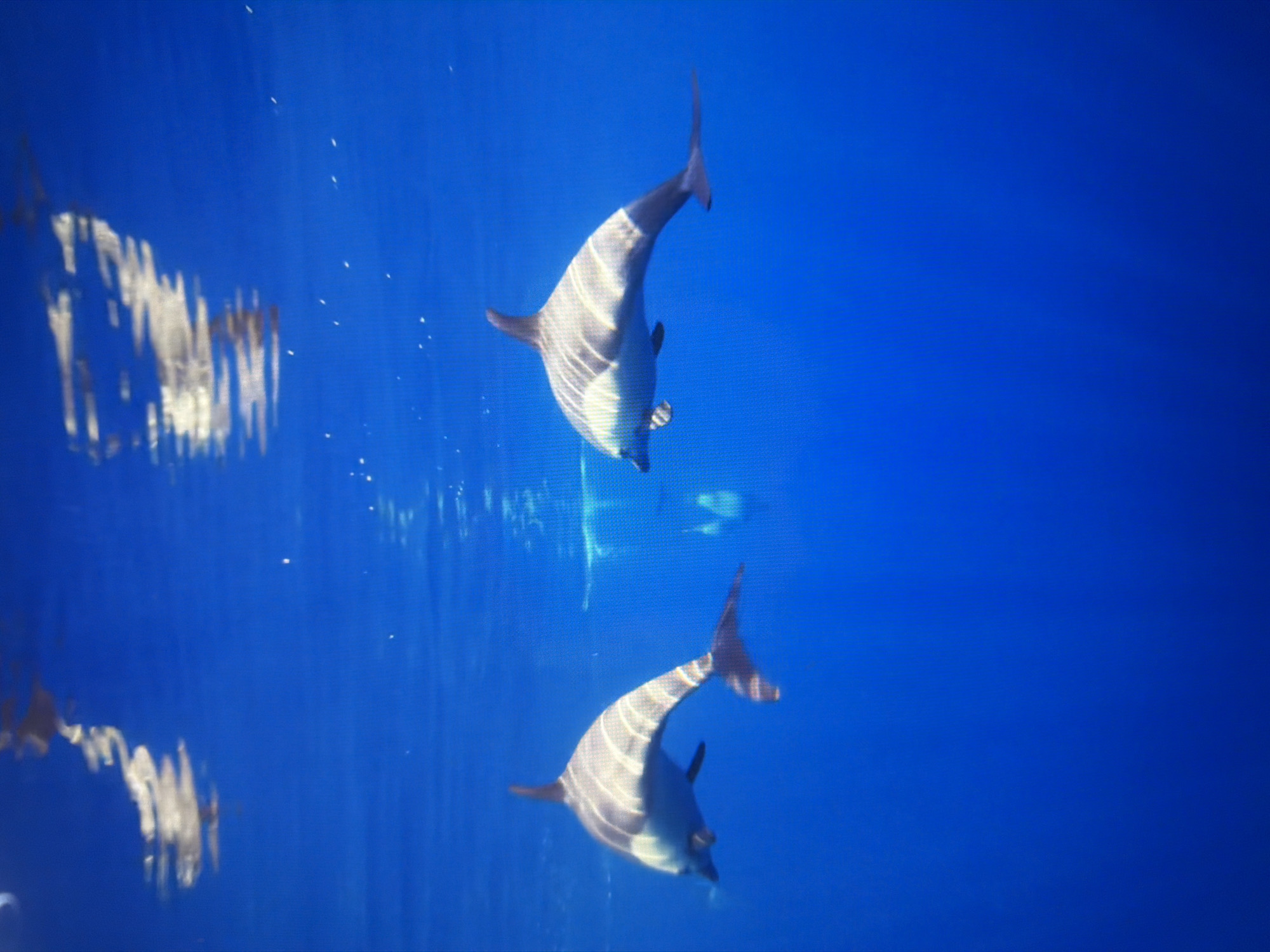 This is an underwater photograph featuring two dolphins swimming in clear blue water. The dolphins are depicted in mid-movement, with their bodies angled and their tails extended. The water surface is visible at the top of the image, reflecting light and the outlines of what appear to be the undersides of boats or structures. Small bubbles or particles are scattered throughout the water. The scene conveys a sense of natural environment and aquatic life. The image does not contain any elements that would place it in the city of Kyiv, Ukraine.