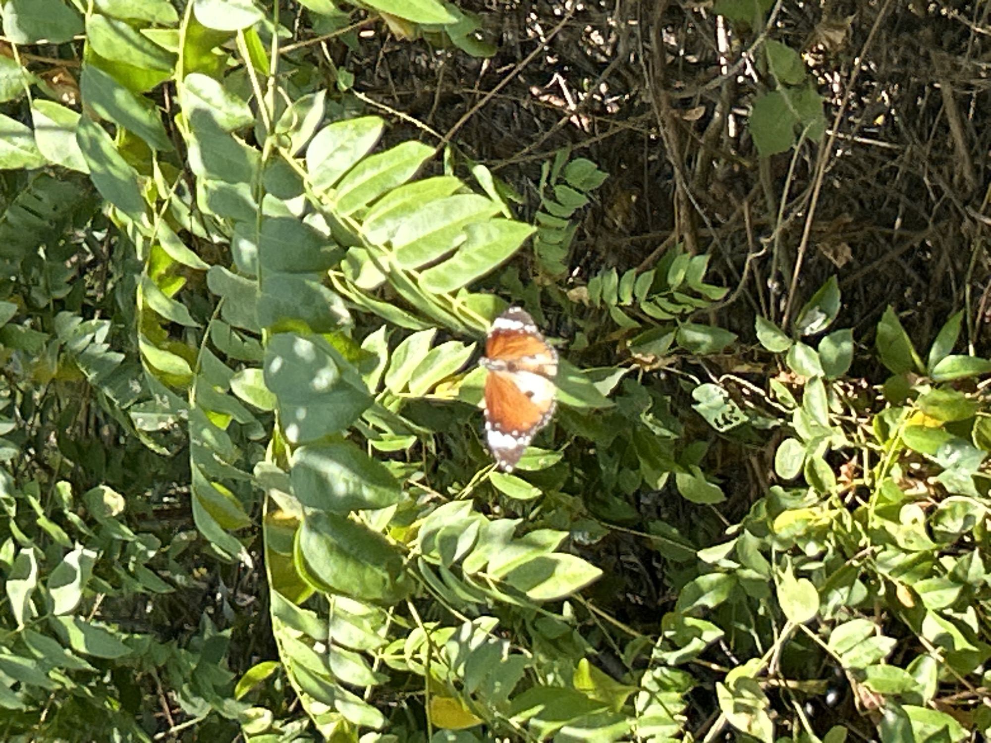 The image shows a butterfly with orange and white wings perched on green leaves. The background consists of dense foliage and branches, suggesting an outdoor, natural environment. The lighting indicates it is daytime, with sunlight filtering through the leaves, creating shadows. There are no people or structures visible. The scene is likely a garden or park in a city like Banda Aceh, Indonesia, where such flora and fauna are common.