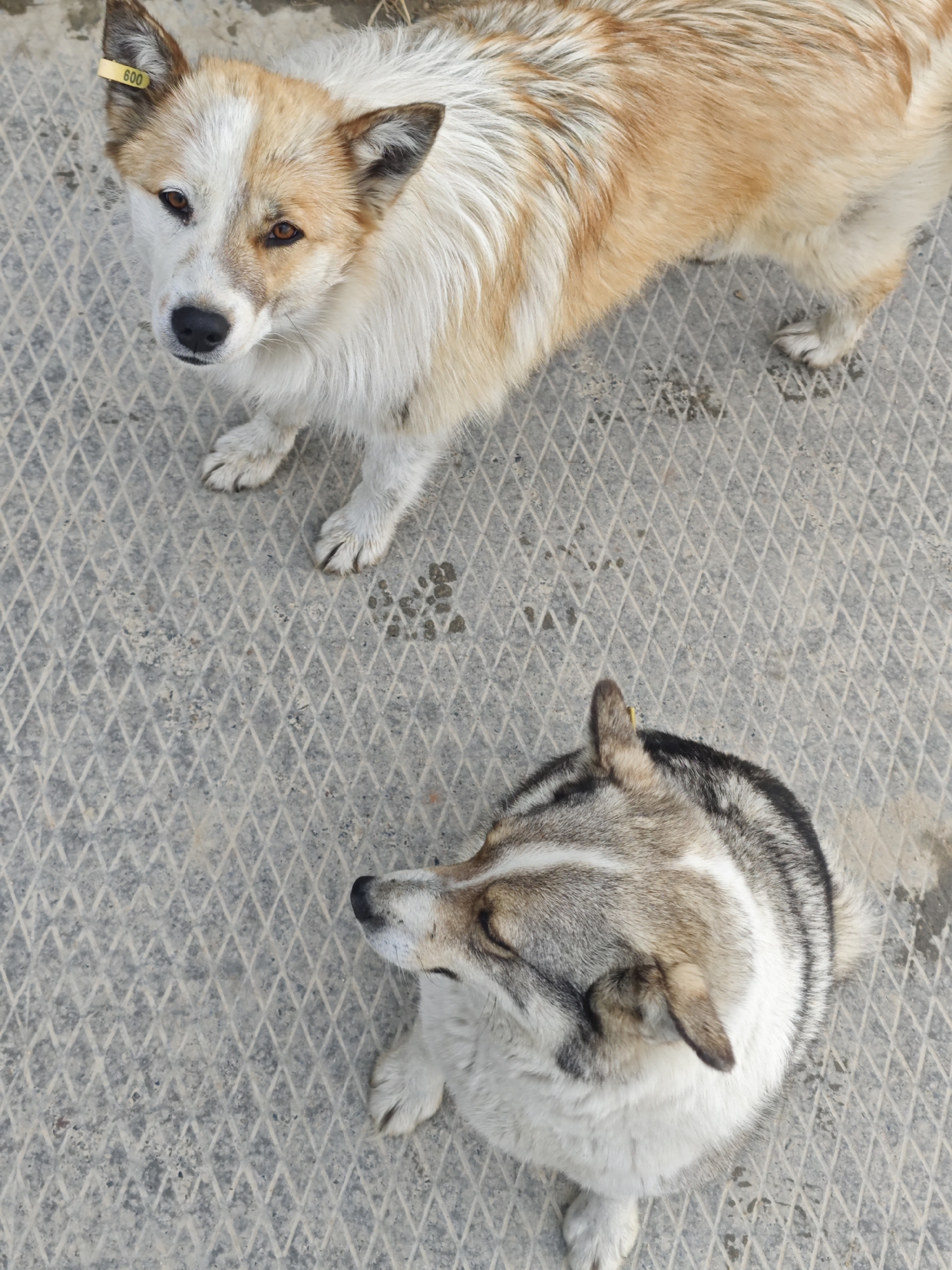 Two dogs are positioned on a textured, possibly concrete, surface. The dog at the top of the frame has light brown and white fur, with a tag labeled "600" attached to its ear. It's looking up towards the camera. The second dog, located lower in the frame, has a mix of gray, black, and white fur, and it's looking off to the side. There is a subtle, light-colored stain visible on the surface, and small paw prints. The location is Unknown, Russia.