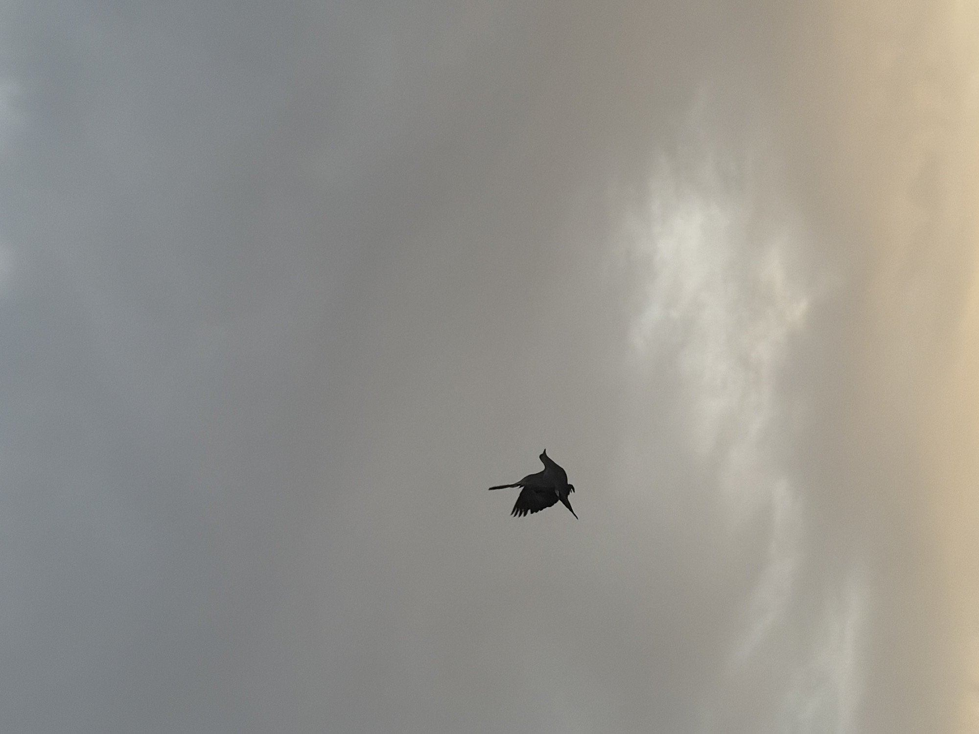 A lone, dark silhouette of a bird is captured mid-flight against a cloudy sky. The bird, likely a raptor or a large bird, is depicted with its wings spread and tail fanned, seemingly gliding or soaring. Its plumage is indistinguishable due to the backlighting, appearing uniformly dark against the brighter sky.
The sky itself presents a gradient of colors, transitioning from a warm, golden-beige hue on the right side to a cooler, overcast gray on the left. Wispy and diffused clouds are scattered throughout the frame, with some brighter patches indicating areas where light penetrates more strongly. This atmospheric lighting suggests either dawn or dusk, with the sun's indirect light illuminating parts of the cloud cover.
The image is devoid of any other visible objects, people, or discernible landscape features, placing full emphasis on the bird and the expansive sky. There is no visible text. The scene is set in the open sky above Igboefon, Nigeria.