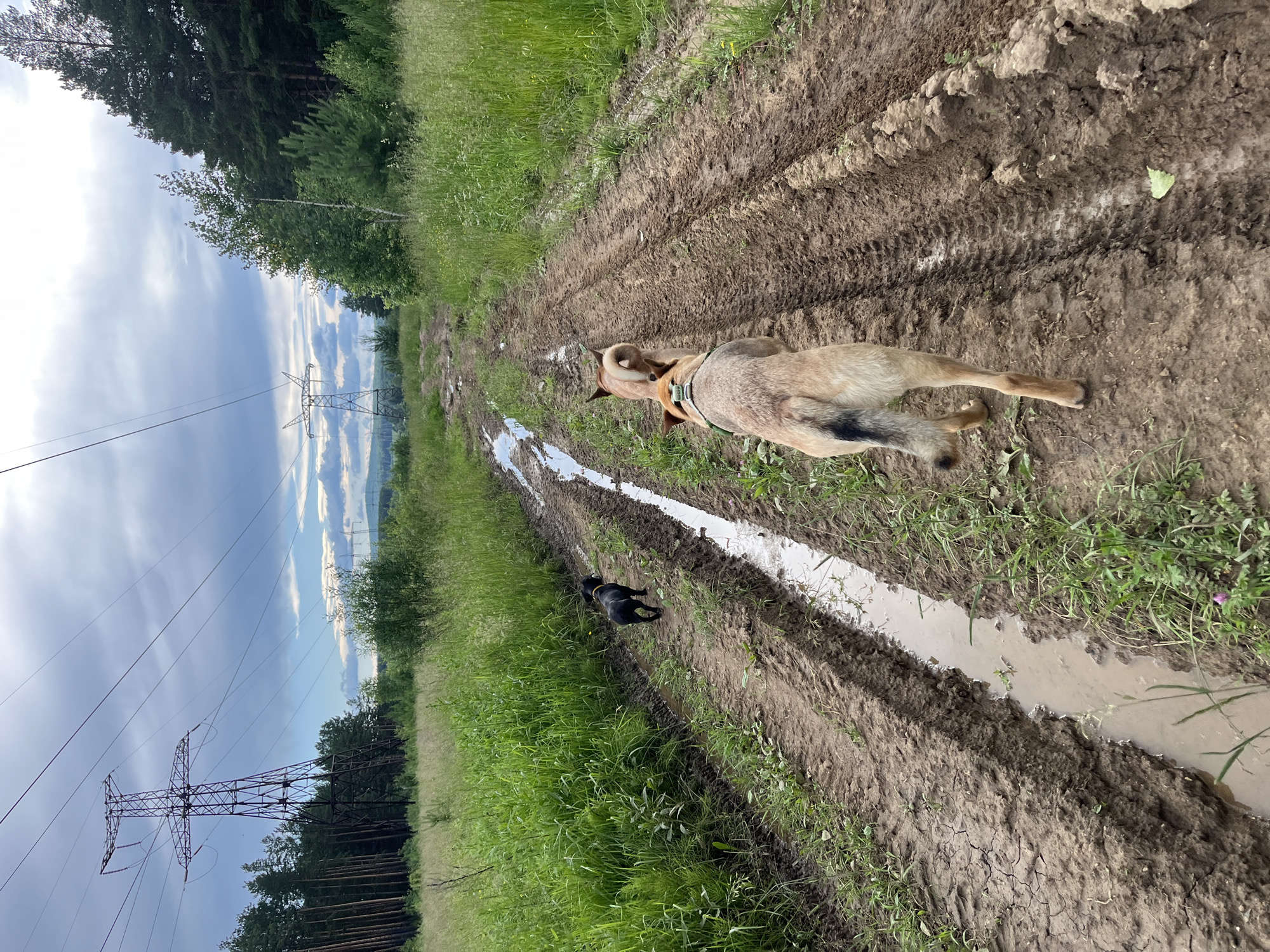 The image shows a muddy dirt road in a rural area, likely Nizhny Tagil, Russia. The road is flanked by lush green grass and trees, with tall power lines and pylons visible in the background. Two dogs are walking on the road; a larger, tan-colored dog in the foreground and a smaller black dog further down the path. The road appears to have tire tracks and puddles of water, suggesting recent rain or a damp environment. The sky is partly cloudy with a mix of blue sky and white clouds, indicating daytime. The overall scene evokes a sense of outdoor adventure and exploration with pets in a natural, slightly rugged setting. There is no visible text in the image.