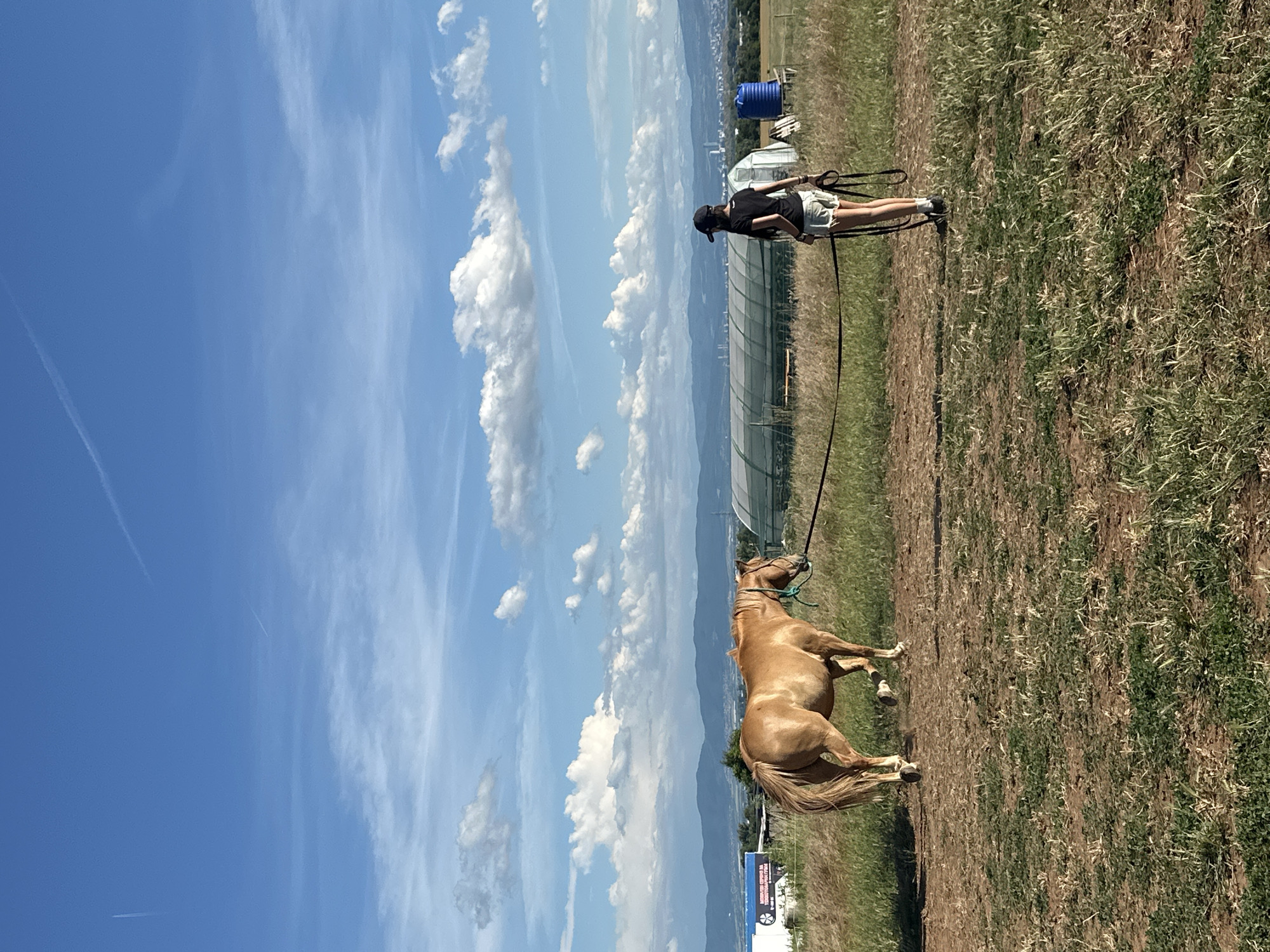 In Voynegovtsi, Bulgaria, a young person wearing a black cap, black t-shirt, and light-colored shorts stands in a grassy field, holding the reins of a light brown horse. The horse is facing left, its body in profile. In the background, a large greenhouse structure is visible, along with distant mountains and buildings. The sky is blue with scattered white clouds, and contrails from aircraft are visible. A blue water tank is also present in the background, near the greenhouse. The field itself is dry and somewhat barren in places, with tall grass and patches of bare earth.