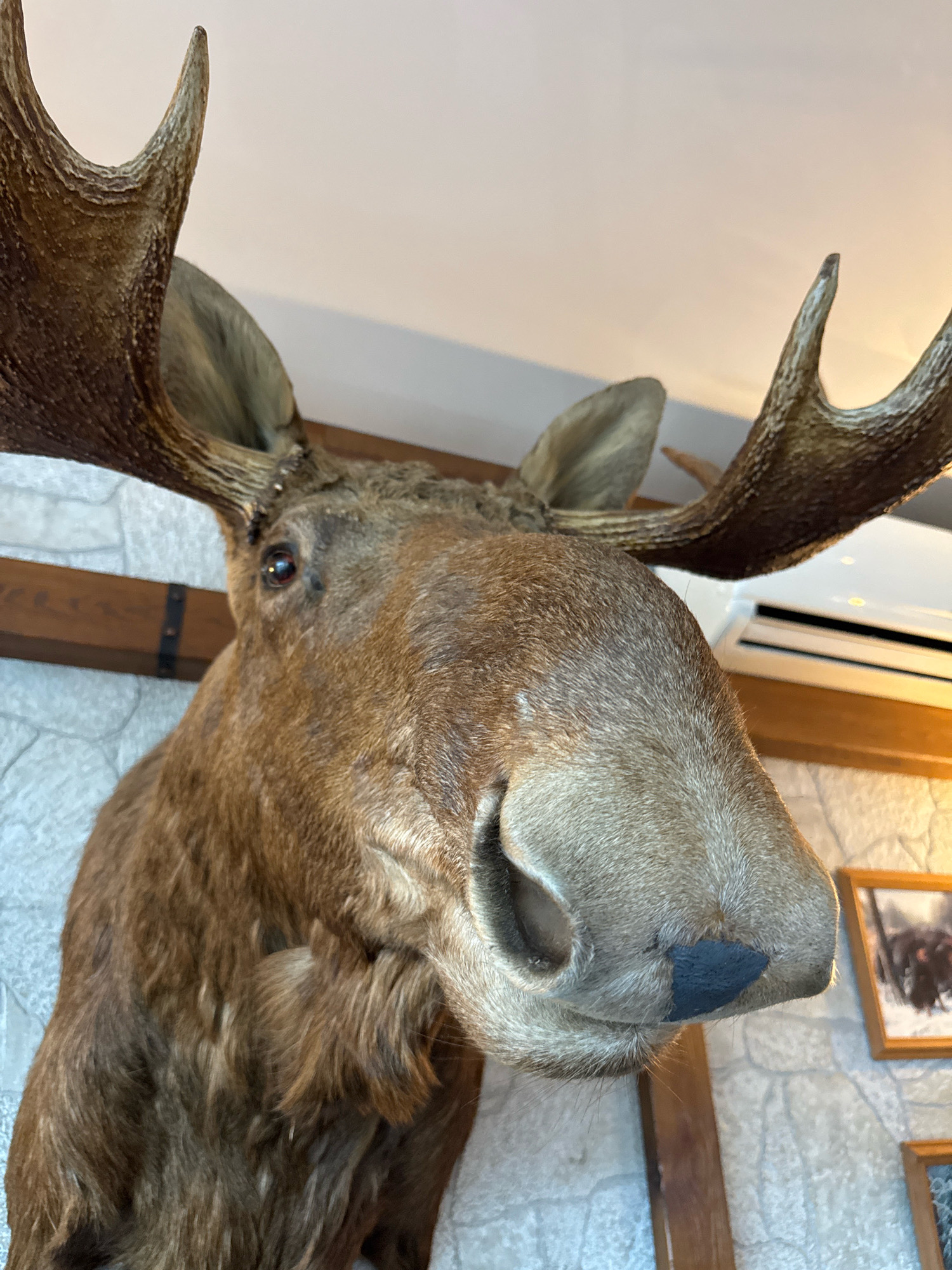 A close-up, low-angle shot shows a taxidermied moose head mounted on a wall. The moose has large, brown antlers, dark eyes, and a broad, light-brown snout with a black nose pad. The background features a textured, light-colored wall, a wooden beam, and an air conditioning unit. To the right, two framed pictures are visible on the wall. The scene is indoors, suggesting it could be in a home, lodge, or restaurant. The location is specified as Успенское, Russia.