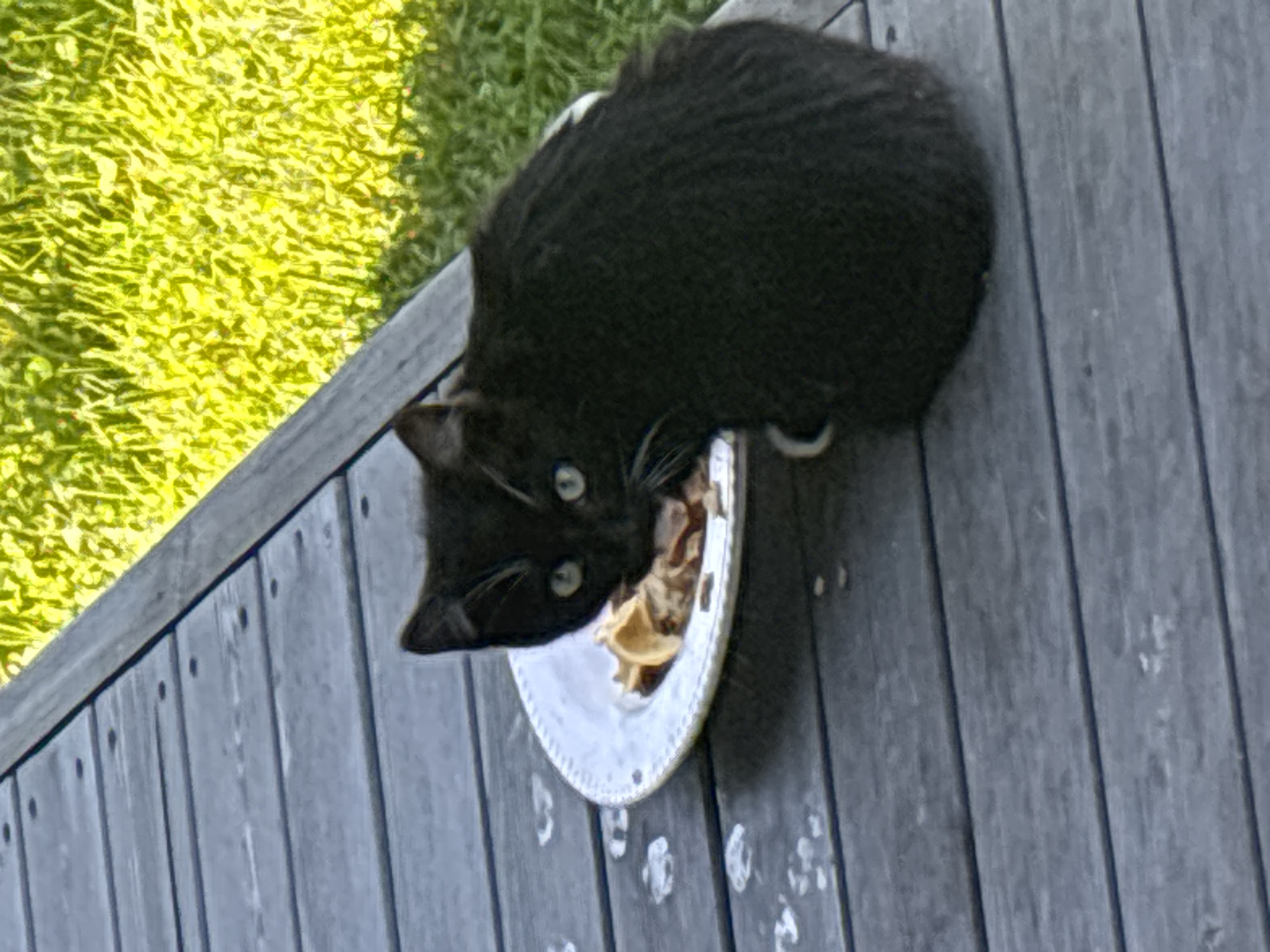 A black kitten is eating from a white plate on a wooden deck. The kitten is facing the camera with its head tilted slightly to the left. Its eyes are wide and green, and its whiskers are visible. The plate contains what appears to be cat food. The wooden deck is gray and made of planks. In the background, there is bright green grass. The scene is outdoors, possibly in a backyard. The location is not specified.