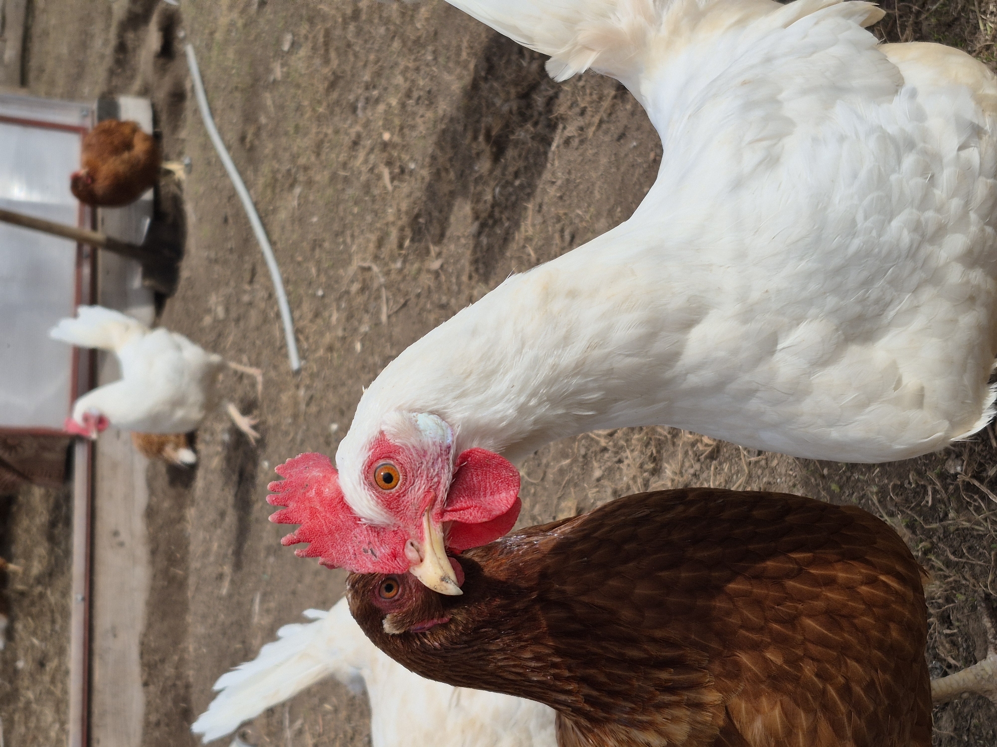 The image shows a close-up of two chickens in an outdoor environment. A white chicken is positioned above a brown chicken, appearing to peck or interact with it. Several other chickens are visible in the background, some near a structure that might be a small coop or enclosure. The ground appears to be dry and earthy, typical of a farmyard or rural setting. There is no indication of the city of Дойная, Russia, in the image.