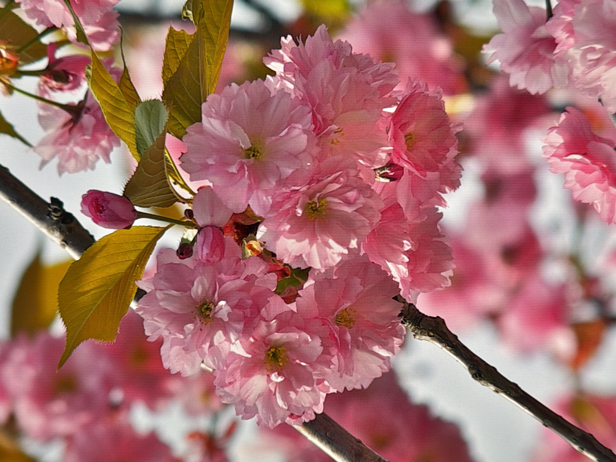 A close-up, high-angle shot captures a cluster of vibrant pink cherry blossoms against a blurred background of more blossoms and a light sky. A dark, gnarled branch runs diagonally from the bottom left towards the top right of the frame, serving as a perch for the delicate flowers. Yellowish-green leaves with serrated edges are interspersed among the blossoms, adding a contrasting texture and color. A single, unopened pink bud stands prominently on the left side of the frame. The image is an outdoor shot, likely taken in a park or garden setting, possibly in Kyiv, Ukraine, given the prevalence of cherry blossom trees in the city during spring. No people or animals are visible.