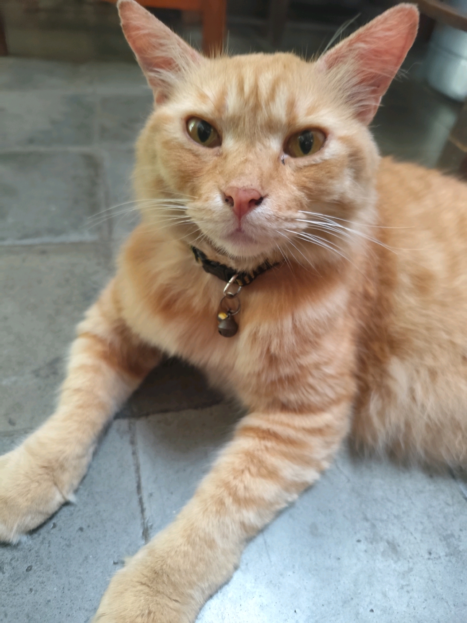 The image shows a close-up, eye-level, medium shot of an orange tabby cat. The cat is lying down on a grey tiled floor, facing the camera directly. Its fur is a light orange with darker orange stripes on its legs and face. The cat is wearing a dark collar with a small, bell-shaped charm. Its eyes are open and amber-colored, and its whiskers are long and white. The background is blurred, but appears to be an indoor setting with wooden furniture visible in the upper right corner. The lighting is soft and diffused, casting subtle shadows. The scene is static and appears to have been taken in the city of Bogor, Indonesia, based on the visual cues of the flooring and the general ambiance.
