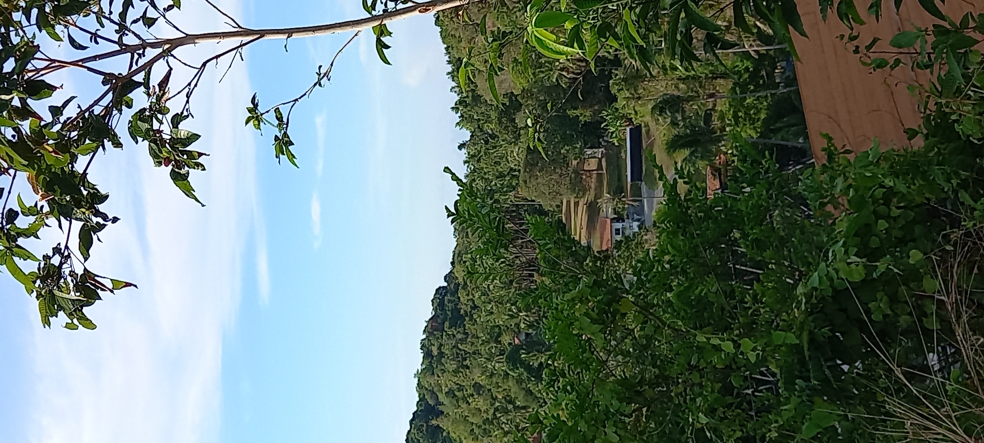 The image presents a view in Baan Wang Ta Kien, Thailand. Lush green foliage, likely trees and bushes, dominates the foreground and the right side of the frame. A structure, possibly a building, with brown walls is partially visible on the right, obscured by the vegetation. In the distance, a collection of buildings is visible amidst a hill covered in dense vegetation. The sky is a clear blue with light clouds. A tree branch with leaves extends across the top left corner of the image. The image is oriented with the side facing up.