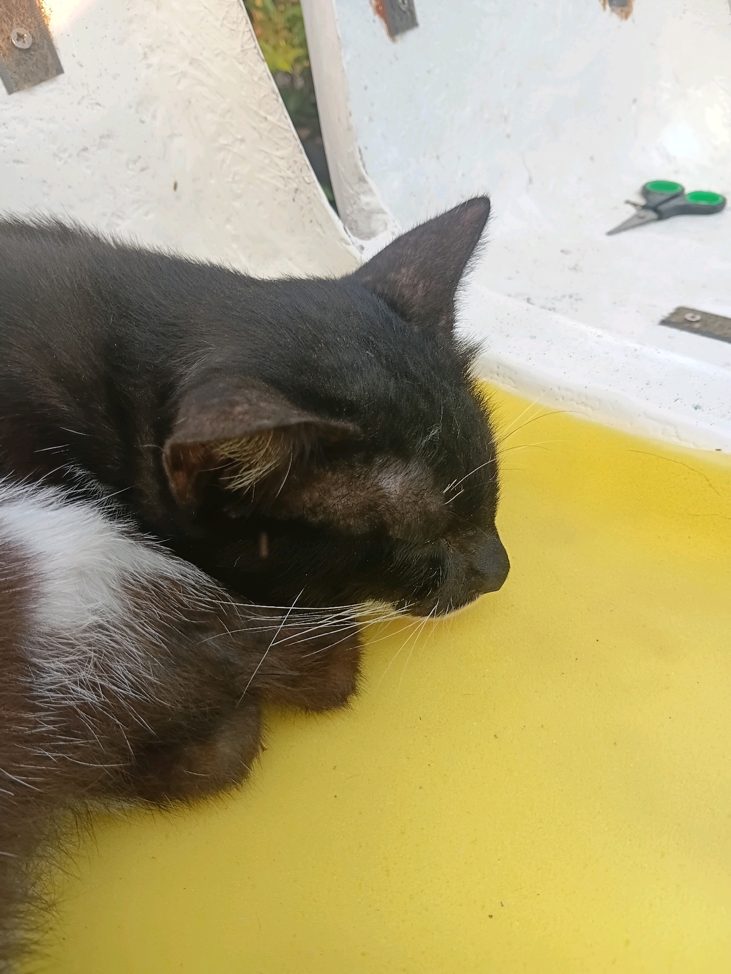 A black and white cat is sleeping on a yellow surface, possibly a cushion or mat. The cat is positioned on its side with its head resting down. To the left of the cat, its white fur with black markings is visible. In the background, a white surface with some green scissors is present, suggesting an outdoor setting. The overall lighting suggests it is daytime. No specific location in Cikal, Indonesia, can be identified from the image.